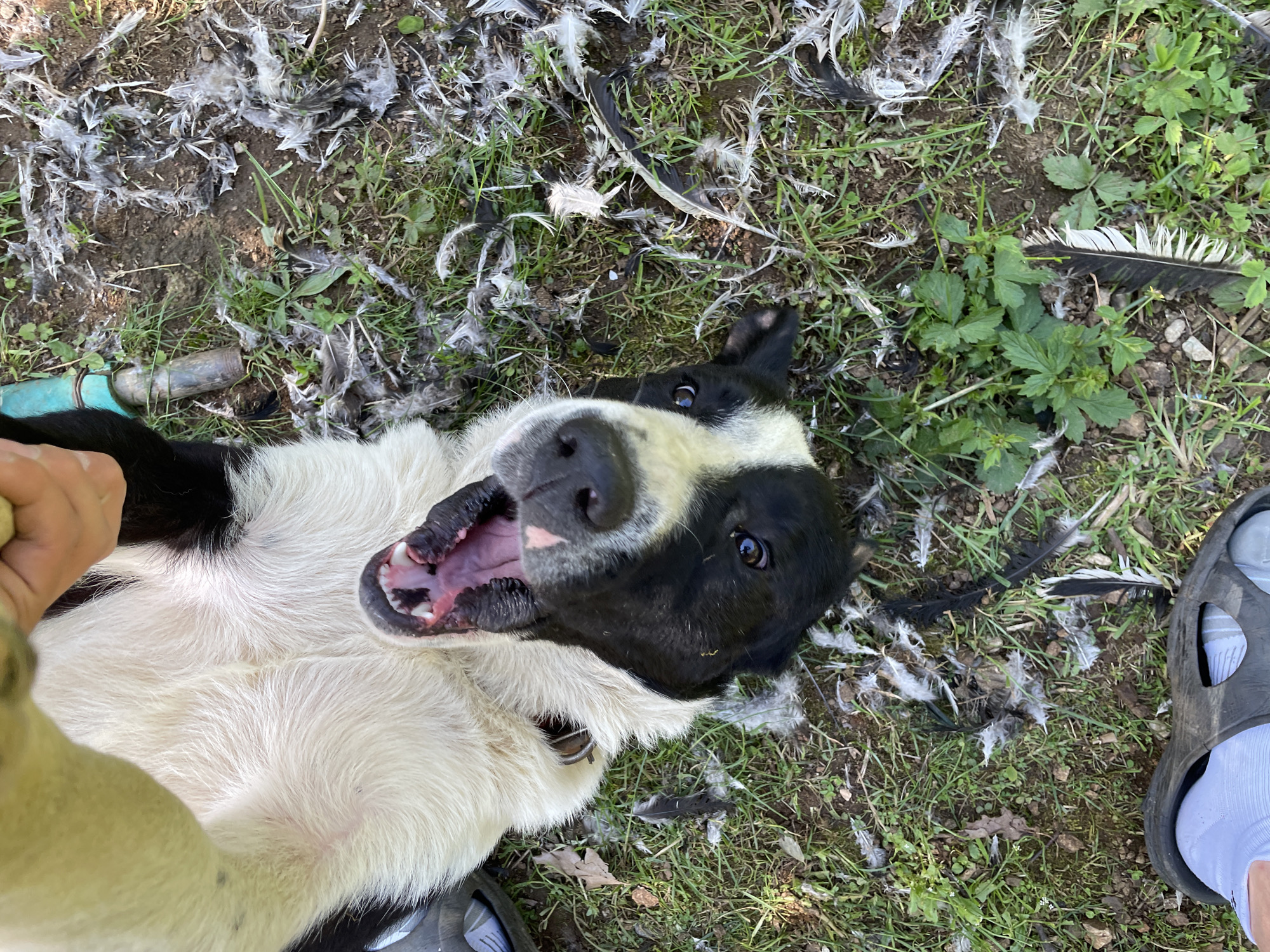 A medium-sized black and white dog lies on its back on grass and dirt scattered with white and black feathers. The dog's mouth is open, and a hand is reaching toward its chest. A person's foot, clad in a white sock and a dark-colored sandal, is visible at the edge of the frame. A green garden hose is visible near the dog. The location is outdoors, possibly in a yard or garden. There is no evidence suggesting the city of Zlatograd, Bulgaria is in the scene.