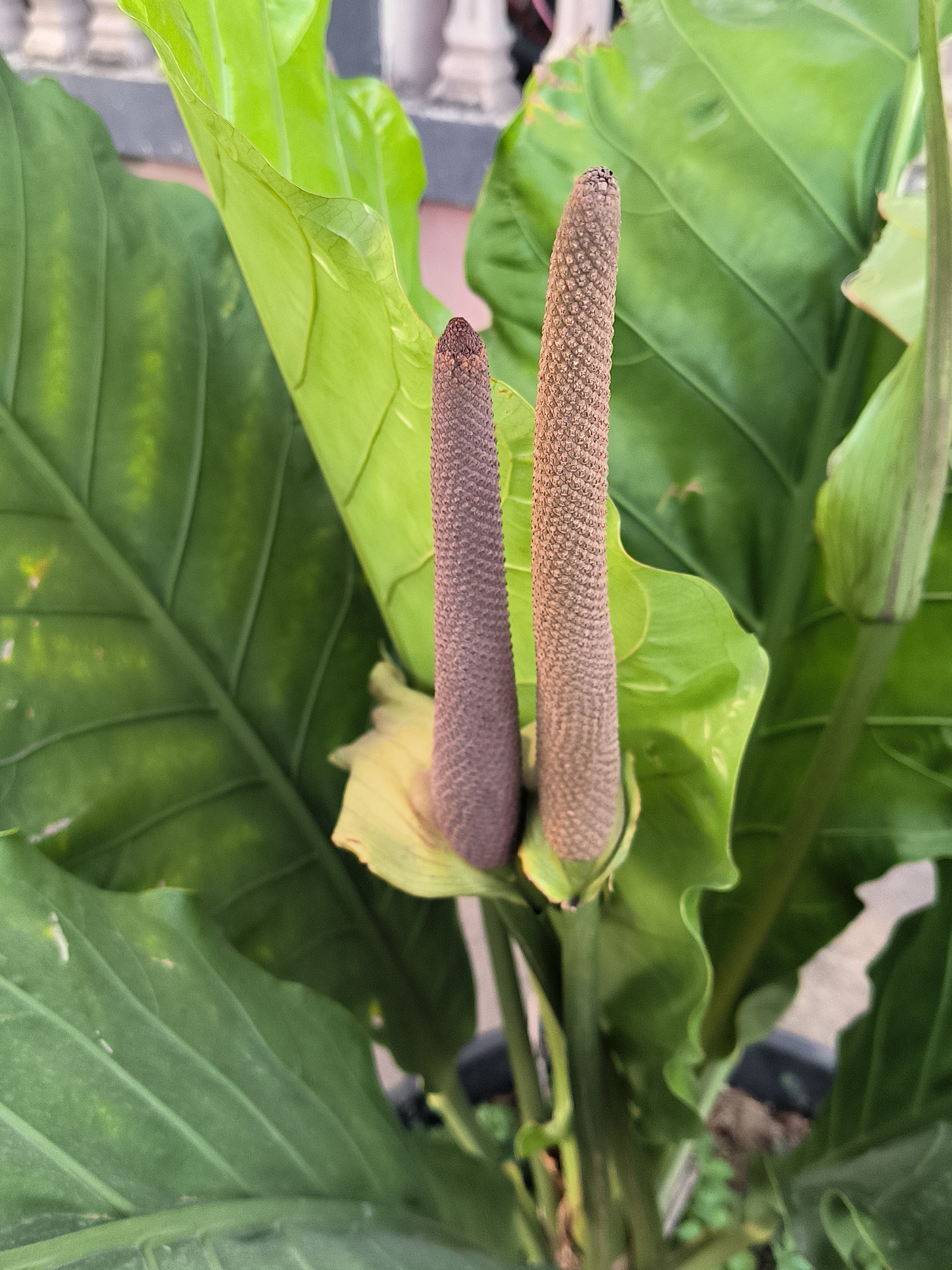 The image shows a close-up view of two spadix flowers of an Anthurium plant, a common ornamental plant. The flowers are elongated, cylindrical structures with a textured surface, one appearing slightly darker purple than the other. They are surrounded by large, glossy green leaves with prominent veins. The background is blurred, but hints of a light-colored wall or railing and possibly potted plants suggest an outdoor setting, likely a garden or balcony. The plant is in a pot, the edge of which is visible at the bottom of the frame. The lighting is natural, indicating the photo was taken during the day. The scene is static and focuses solely on the plant's floral and foliar elements. There are no people or animals present.
The image is not specific to Banda Aceh, Indonesia, as Anthurium plants are grown in various tropical and subtropical regions worldwide. Therefore, no specific location within Banda Aceh can be determined from the visual information provided.