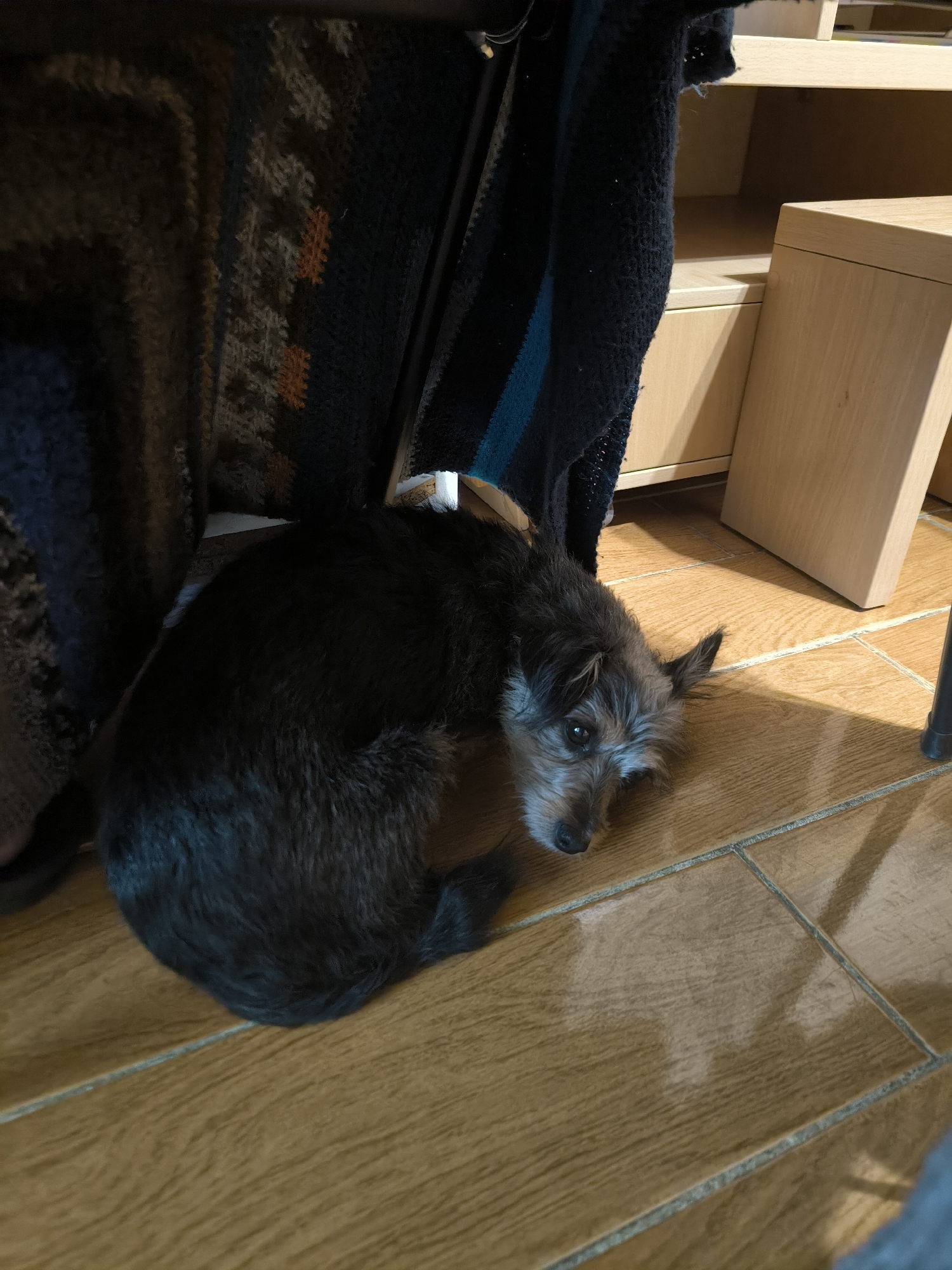 A small, dark-furred dog with scruffy facial fur is lying on a wooden tiled floor, curled into a ball. The dog is looking towards the right side of the frame with its head resting on the floor. Behind the dog, to the left, are dark textiles, possibly blankets or clothing, draped over furniture. To the right, there is light-colored wooden furniture, likely a cabinet or shelves. The lighting suggests an indoor environment with sunlight casting shadows on the floor. The image was taken in Mykolaiv, Ukraine.
