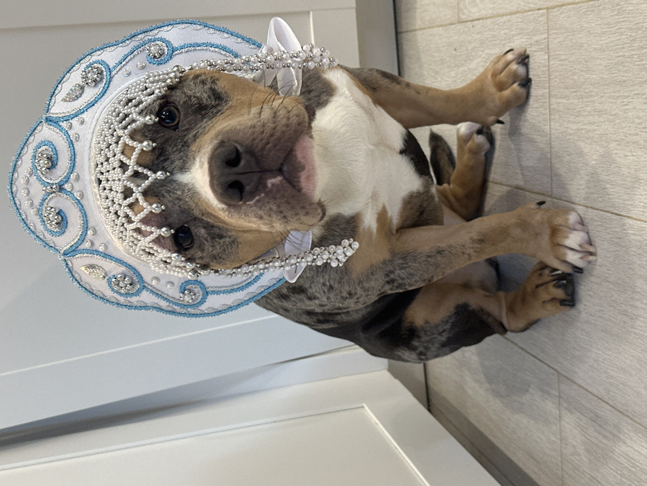 The image displays a merle-patterned dog, appearing to be an American Bully, seated upright on a light-colored plank floor. The dog, predominantly mottled with grey, black, and tan patches, exhibits white markings on its chest and muzzle. It faces directly forward with a calm demeanor. Adorning the dog's head is a white and light blue kokoshnik-style headpiece, intricately embellished with numerous white beads forming a net-like structure over the forehead and cascading strings on both sides, along with light blue decorative scrollwork. The background consists of plain white vertical panels, indicative of cabinet doors or wall fixtures in an indoor setting. The specific location within Saint Petersburg, Russia, is not ascertainable from the visual evidence provided in the image. No other individuals are present, and the dog is static, posed for the photograph.