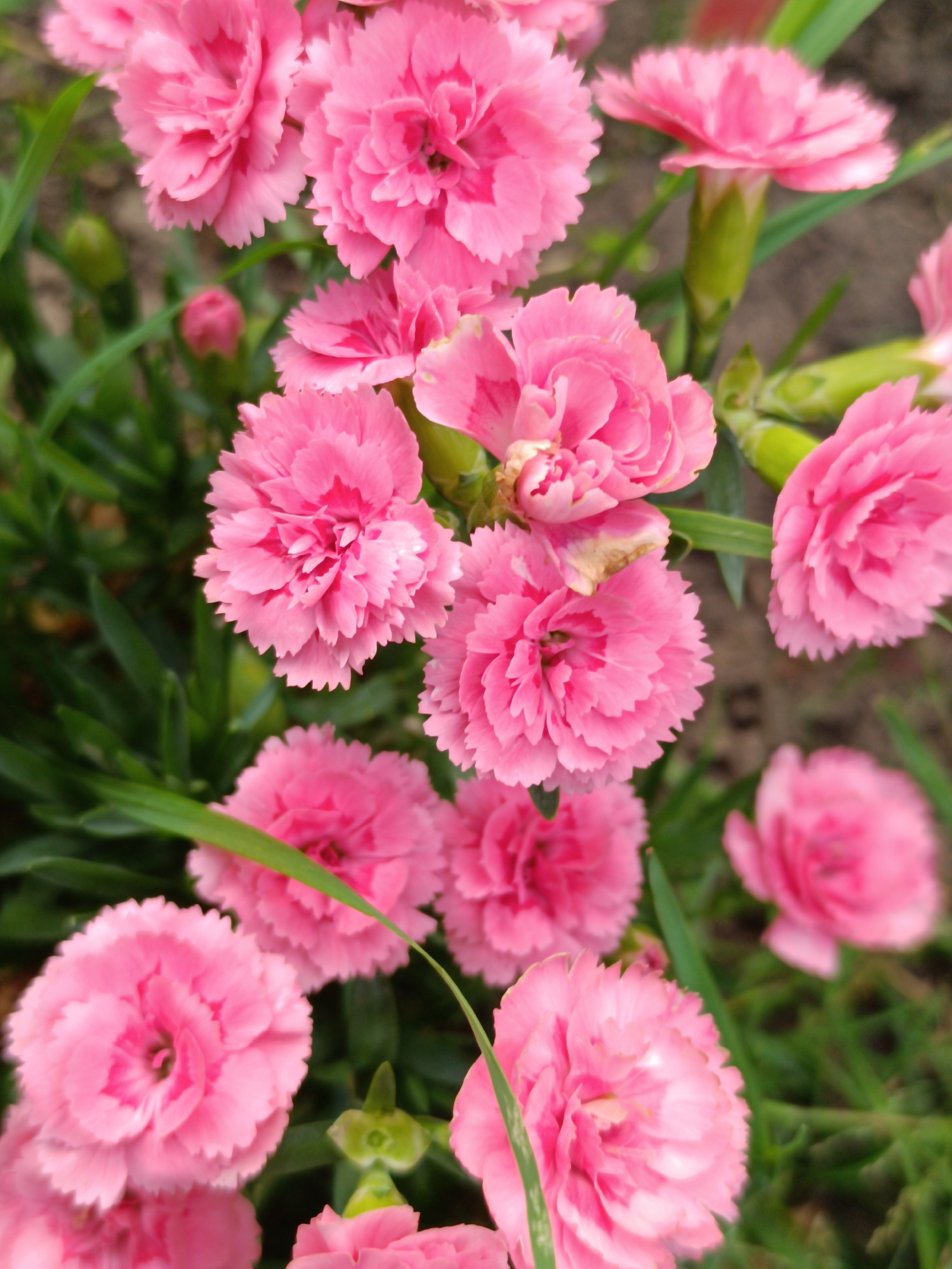 A close-up, overhead view captures a cluster of vibrant pink carnations in full bloom. The flowers exhibit delicate, ruffled petals with a serrated edge and a deeper pink hue towards their centers. Green leaves and stems are interspersed among the blooms, adding a natural texture to the scene. The background is softly blurred, suggesting a garden or natural setting. The image is focused on the floral subjects, highlighting their intricate details and rich color. This photograph appears to have been taken in a public garden or park in Salihorsk, Belarus, as indicated by the presence of a variety of flora, common in such urban green spaces.