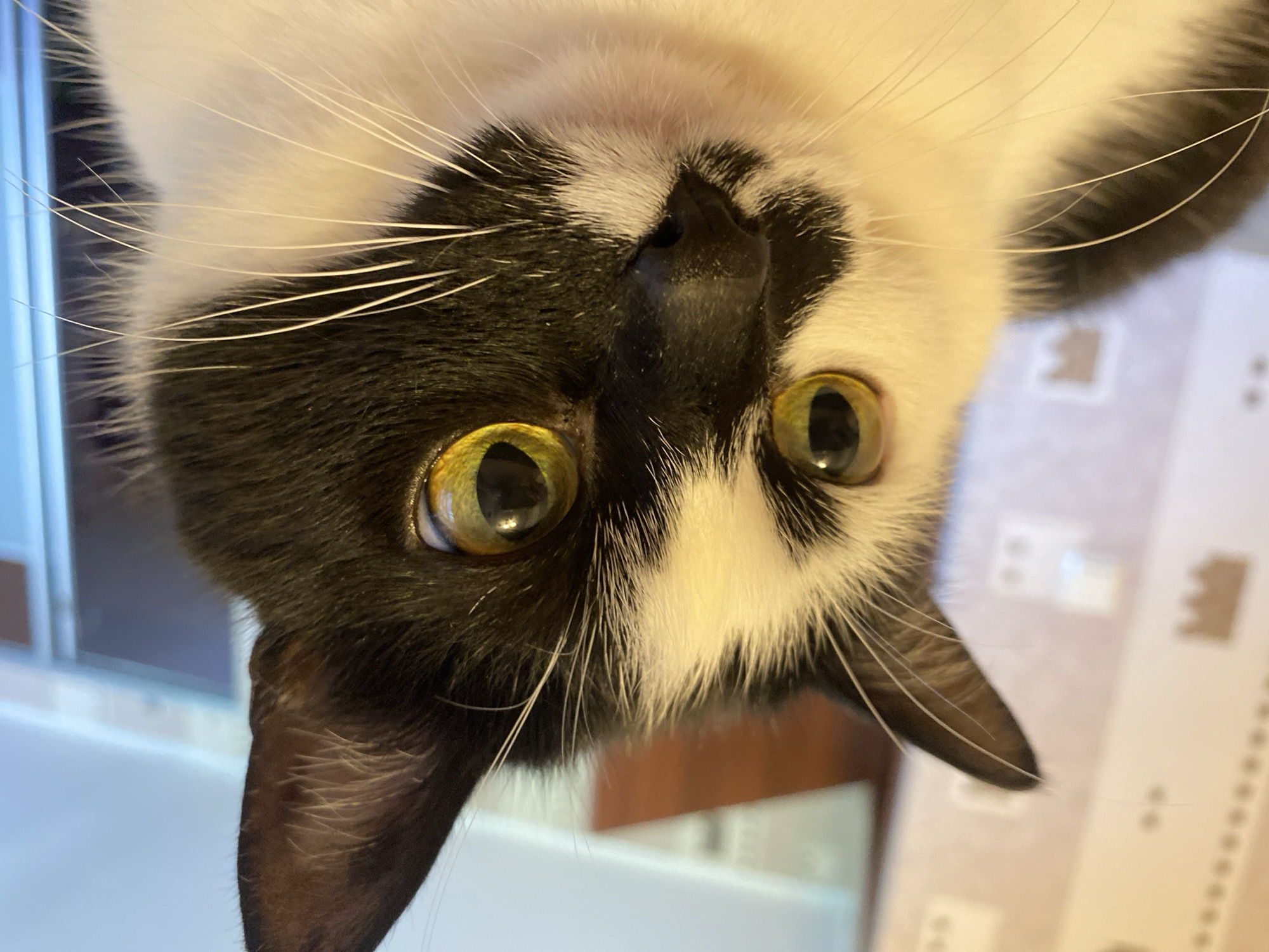 The image shows a close-up, low-angle shot of a black and white cat's face. The cat has striking yellow eyes and prominent white whiskers. Its fur is predominantly white on its chest and face, with distinct black patches covering one ear and part of its head. The background is blurred, showing a light-colored wall with some indistinct patterns and objects, suggesting an indoor setting. There is no visible indication of Protvino, Russia.