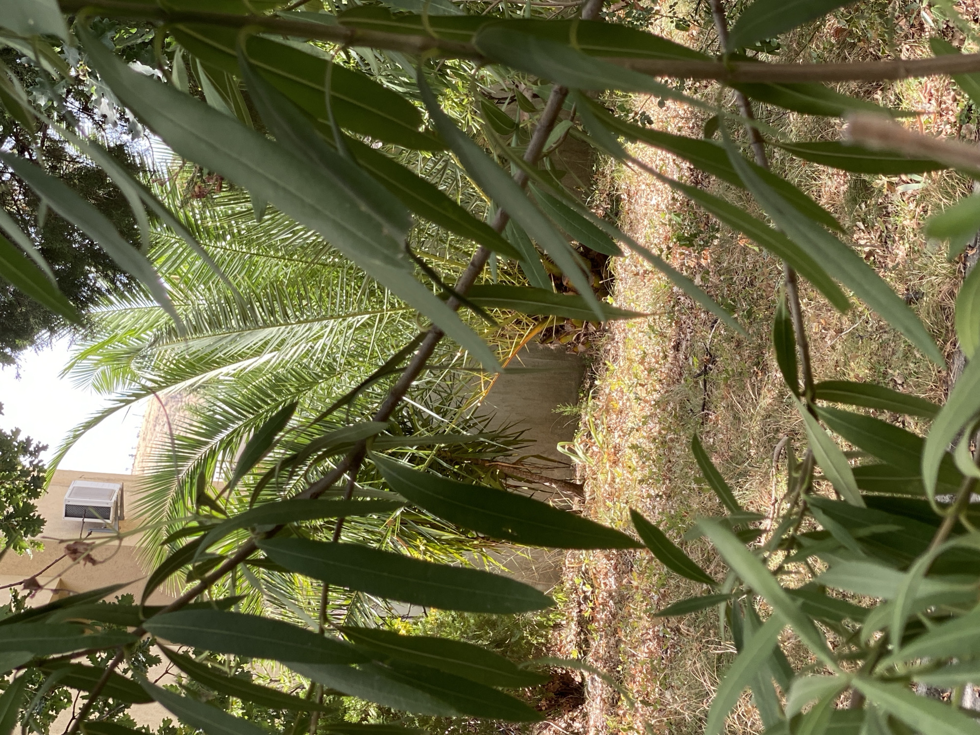 In Sutomore, Montenegro, a sun-dappled scene unfolds within a garden or yard. In the foreground, the slender, green leaves of a tree branch partially obscure the view, creating a natural frame. Beyond this foliage, a palm tree stands tall, its fronds catching the light. In the middle ground, a dry, grassy area is scattered with fallen leaves and some small plants. A light-colored wall forms a backdrop, partially visible behind the palm tree. An air conditioning unit is mounted on the exterior wall of a building situated to the left of the palm tree, suggesting a residential or commercial structure. The overall impression is one of a tranquil, somewhat unkempt outdoor space under a bright sky. There are no people or animals visible in the frame.
