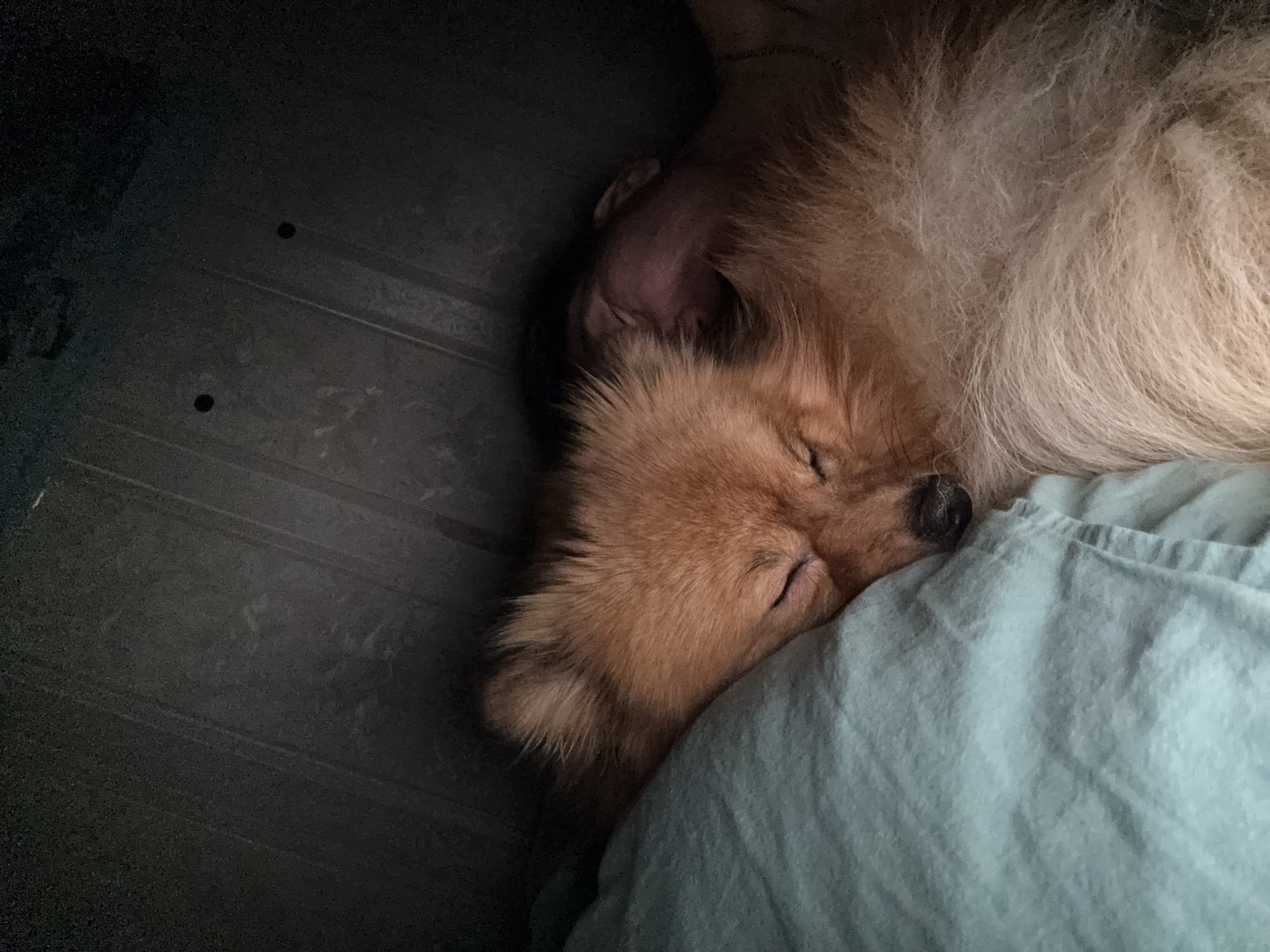 An overhead, close-up shot depicts a small, fluffy dog, possibly a Pomeranian, sound asleep. The dog's light-brown and cream-colored fur is prominent, and its eyes are gently closed, indicating deep slumber. It is nestled comfortably on its side, with its head resting partially on a soft, light blue or teal colored blanket. The dog's snout and black nose are visible. To the left of the dog, the background is dark and features a textured, possibly corrugated, surface with two small circular holes, resembling the inside of a dog crate or a similar enclosed space. The overall lighting is dim, suggesting either nighttime or a low-light indoor setting. The scene conveys a sense of peaceful rest and coziness. No text is visible in the image. This media file was captured in Khimki, Russia.