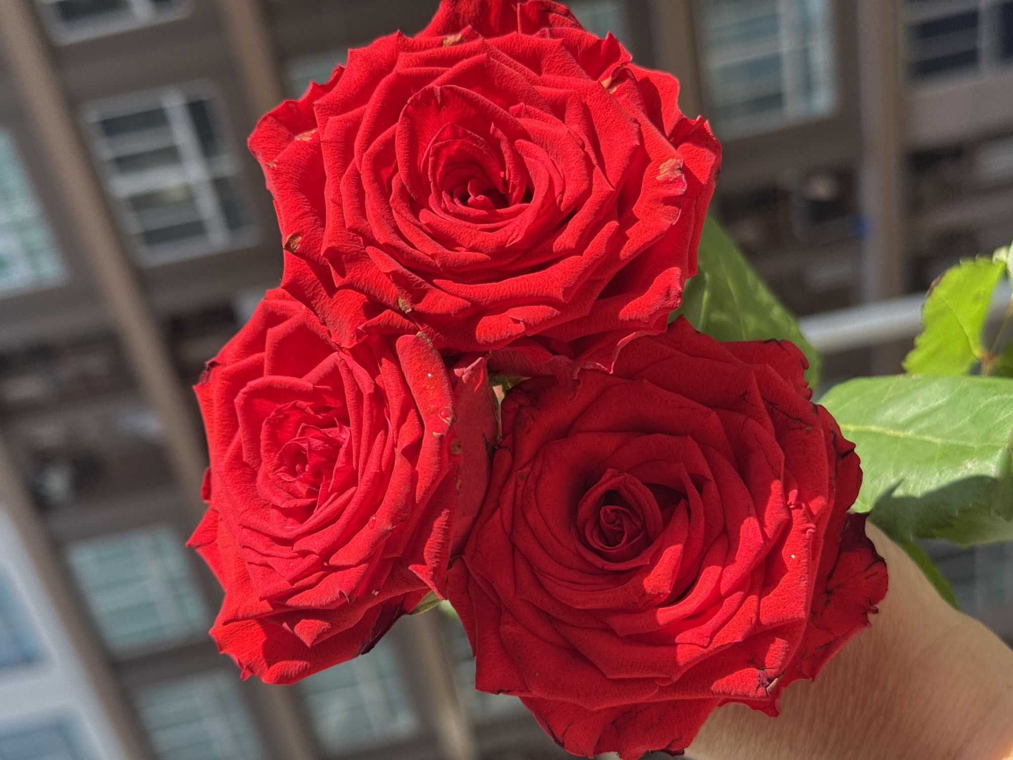 A close-up, eye-level shot showcases three vibrant red roses held by a person's hand, with a blurred building in the background. The roses are the main subject, their velvety petals unfurling in a spiral pattern. The lighting suggests it is daytime, casting shadows and highlighting the texture of the petals. A single green leaf is visible near the hand. The background building appears to be an apartment or office building, with visible windows. The scene is likely outdoors, given the natural lighting and the presence of greenery. The location is identified as Kathu, Thailand.