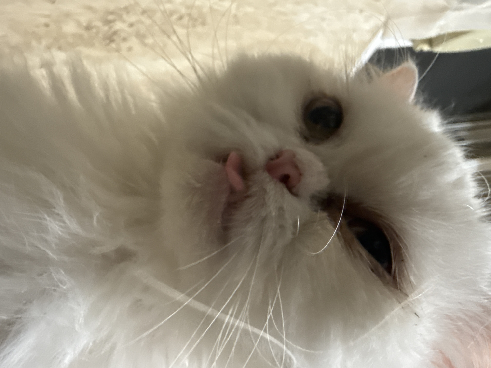 A close-up, eye-level, indoor, shallow depth-of-field shot shows the face of a white Persian cat with its tongue sticking out. The cat's fur is long and fluffy. Its eyes are dark brown. The background is blurry and appears to be a light-colored textured surface, possibly a blanket or upholstery. The image does not contain any identifiable landmarks or features that would place it in Burgas, Bulgaria, or any specific urban location.