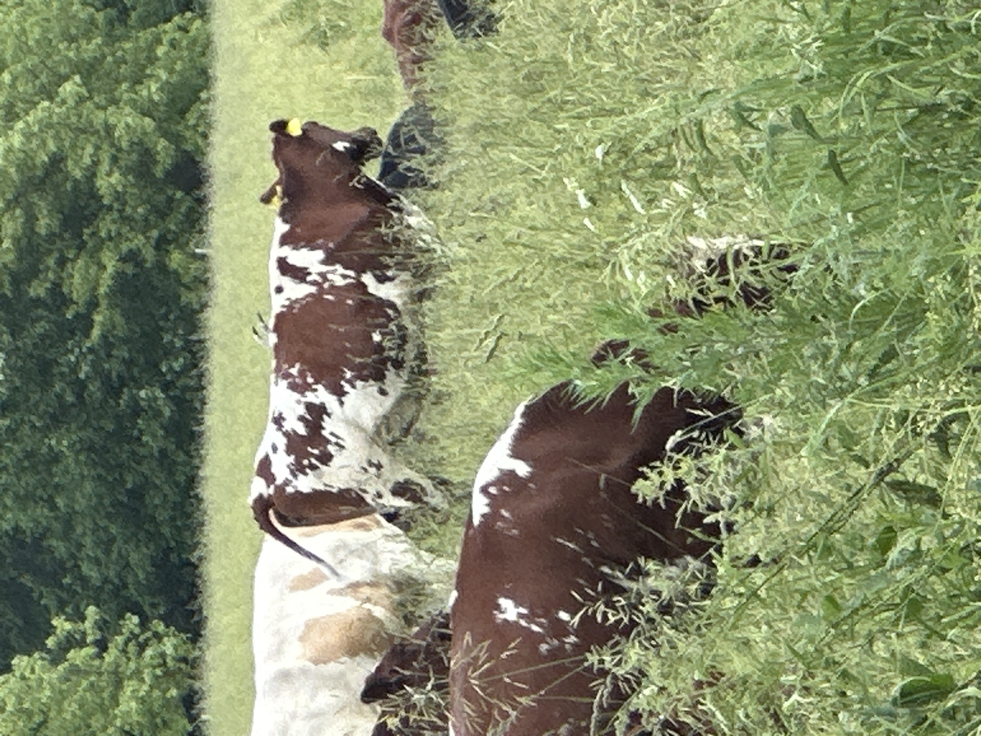 The image depicts a herd of cattle grazing in a grassy field. In the foreground, a dark brown and white patterned cow is partially obscured by tall green grass. Behind it, another cow with a similar pattern is visible, with a yellow tag on its ear. Further back, a mostly white cow with brown patches stands alongside the patterned cow. The background consists of a line of dense green trees, likely a forest or a wooded area. The overall setting appears to be a rural landscape. The image is a photograph taken outdoors, capturing a pastoral scene.