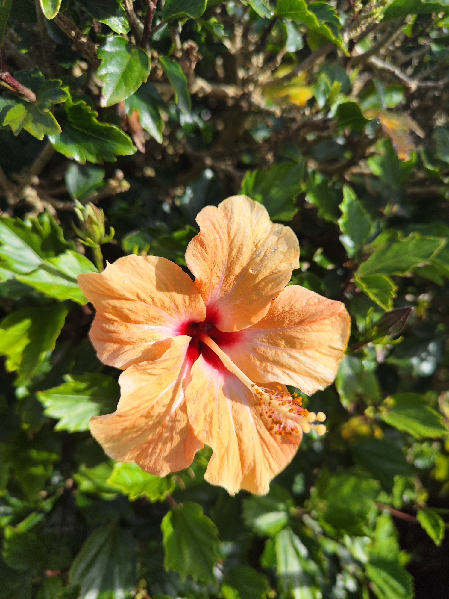 A close-up, eye-level shot depicts a hibiscus flower in bloom against a backdrop of green foliage, possibly in Ribeira Grande, Portugal. The flower features apricot-colored petals with a slightly lighter tone and reddish-pink at the base, surrounding a white stigma extending from a long, slender style, and orange-tipped stamen filaments. The green leaves provide a blurred backdrop, suggesting the flower is part of a bush or hedge. The lighting indicates a sunny day.