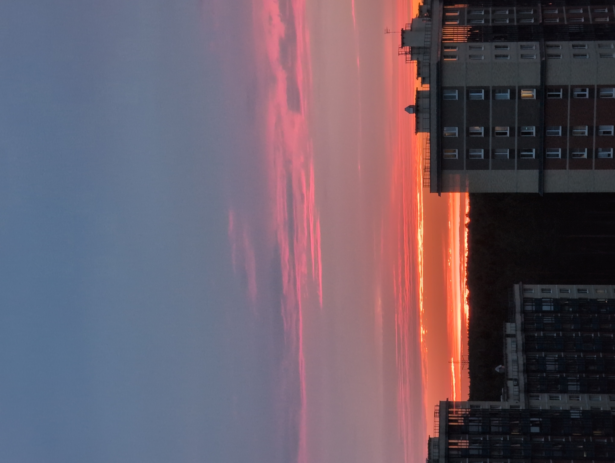 A photograph captures the twilight sky over Saint Petersburg, Russia, characterized by a gradient of colors from deep blue at the top to vibrant pinks and oranges near the horizon. The sky is streaked with thin, elongated clouds tinted with shades of pink. In the foreground, the upper sections of two modern apartment buildings are visible, their dark facades punctuated by rows of lit windows. A dark band of trees forms a dense line across the middle ground, separating the buildings from the horizon. The overall impression is a serene urban landscape at dusk.