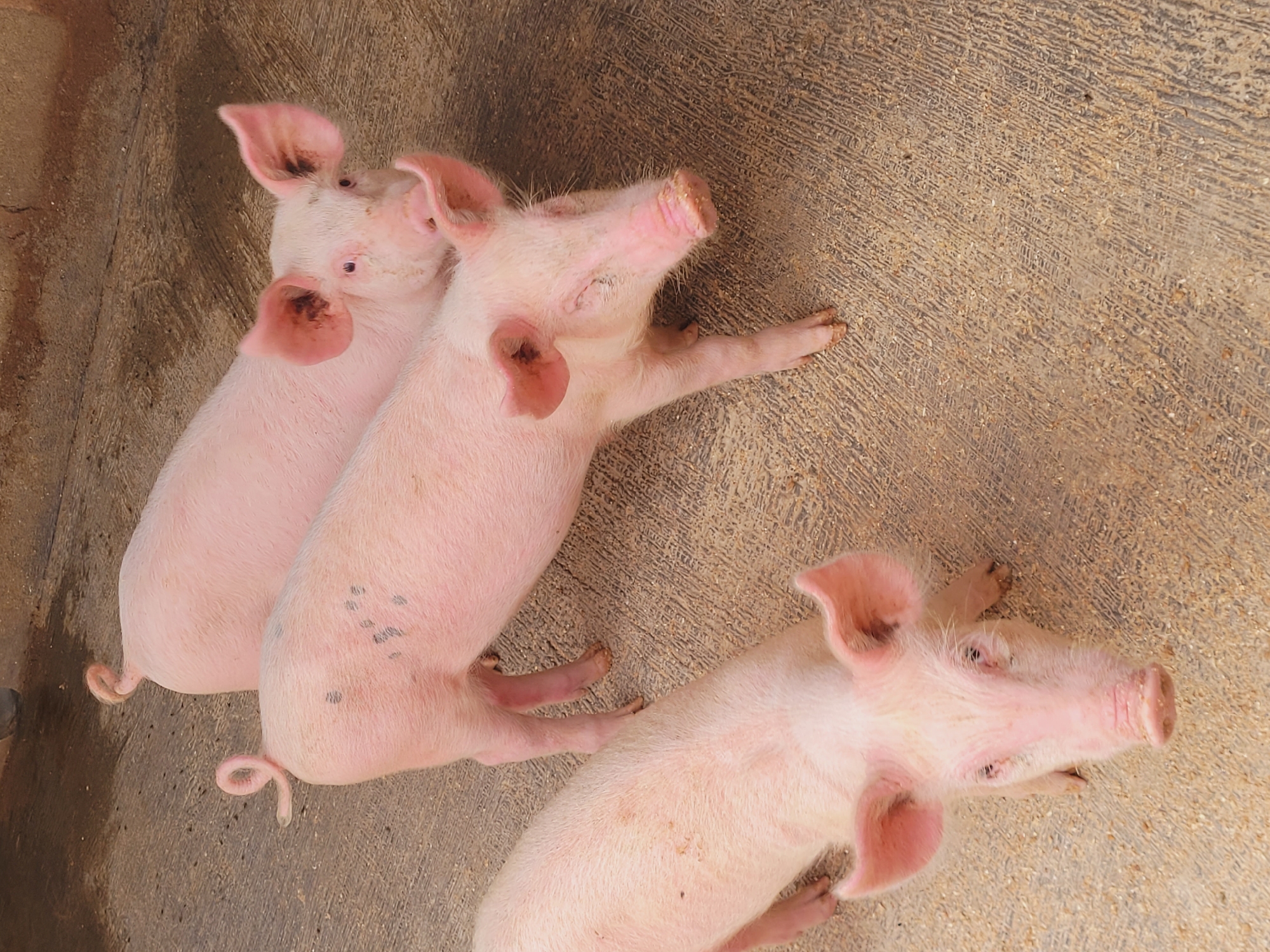 Three pink pigs are standing on a textured concrete surface with scattered wood shavings. One pig is in the foreground, facing the camera with its head slightly tilted. Two other pigs are behind it, one positioned slightly to the right and facing forward, and another partially obscured behind it. All three pigs appear to be young. The environment is likely an outdoor enclosure. The scene is located in Bukuru, Nigeria.