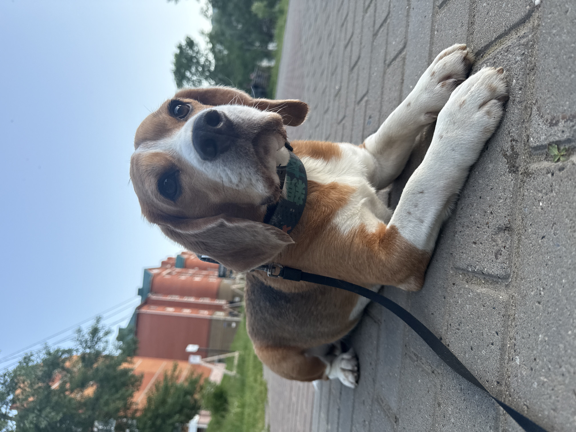 A tricolor beagle dog, featuring distinctive brown, white, and black/dark brown markings, is captured lying on a light grey paved sidewalk. The dog's head is tilted upwards, looking directly at the viewer with curious, dark eyes. Its front paws are stretched out in front of its body. It wears a patterned collar, appearing greenish-brown with abstract markings, to which a black leash is attached.
The photograph is taken from a low perspective, placing the dog prominently in the foreground. In the mid-ground, under a clear, bright blue sky, are red-brick buildings with green roofs, partially hidden by lush green trees. The scene suggests a sunny daytime in an urban or suburban setting, specifically in Chaikovsky, Russia. The dog appears to be resting or observing its surroundings with a calm and curious demeanor. No discernible text is visible on the dog's collar or in the background.