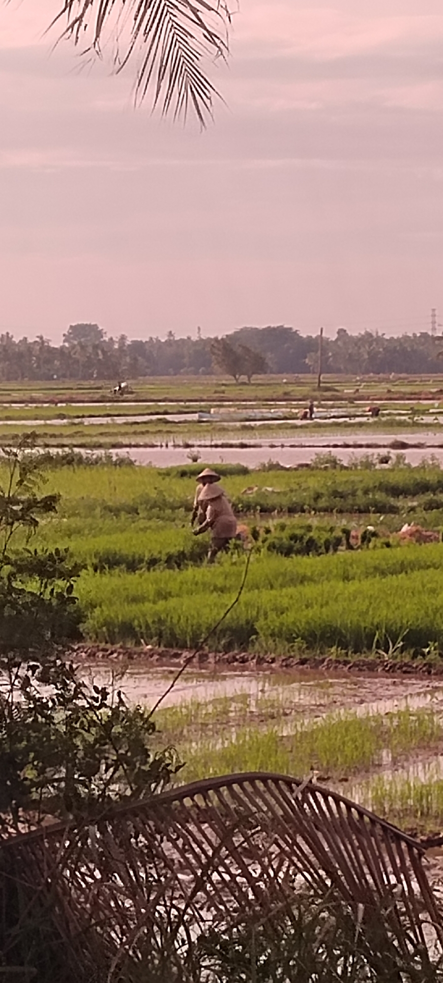 In a rice paddy field in the city of Peurupok, Indonesia, a farmer wearing a conical hat works in the shallow water, tending to the green rice shoots. The field is divided into flooded sections, with rows of young rice plants clearly visible. In the background, more farmers are scattered across the vast expanse of the paddy, some appearing to be engaged in similar agricultural tasks. Beyond the fields, a line of trees and foliage borders the agricultural landscape, with a pale, hazy sky overhead, suggesting either dawn or dusk. In the foreground, a portion of a palm frond hangs down, partially obscuring the view of the lower part of the scene, and a woven wooden structure is also visible.