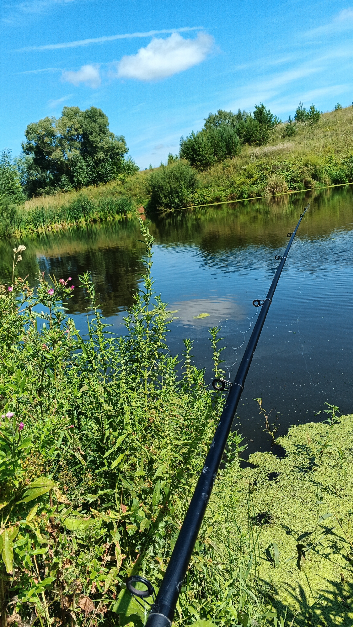 The image captures a serene outdoor scene on a bright, sunny day, with the sky filled with scattered white clouds against a vibrant blue backdrop. In the foreground, a black fishing rod extends diagonally across the frame, its tip pointed towards the water. The rod is resting on lush green vegetation, including tall stalks and smaller leafy plants. The bank of a body of water is visible, with reeds and other plants growing along the edge. The water itself is dark and reflective, mirroring the surrounding trees and the sky. Patches of green aquatic plants float on the surface of the water. The background shows a gently sloping hill covered in green grass and dotted with various trees and bushes. The overall impression is one of peaceful nature, likely a fishing spot in Podgornoe, Russia.
