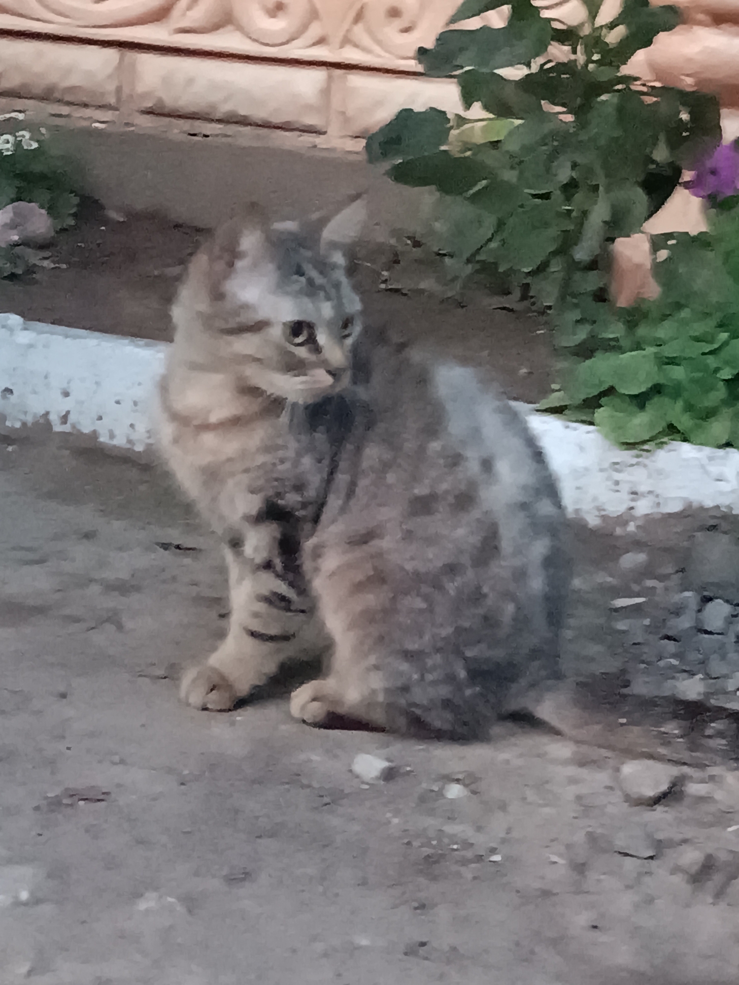 A medium-shot, eye-level, outdoor, vertical photograph captures a medium-haired tabby cat sitting on a dirt and gravel surface. The cat, facing right, is predominantly gray with darker tabby markings on its body and legs. Its fur appears somewhat messy. Behind the cat, a white concrete border is visible, separating the ground from a bed of green foliage and a light-colored decorative wall. The background also shows hints of a purple flower within the greenery. The overall lighting suggests it may be daytime, possibly overcast. The scene is located in Vypasne, Ukraine.