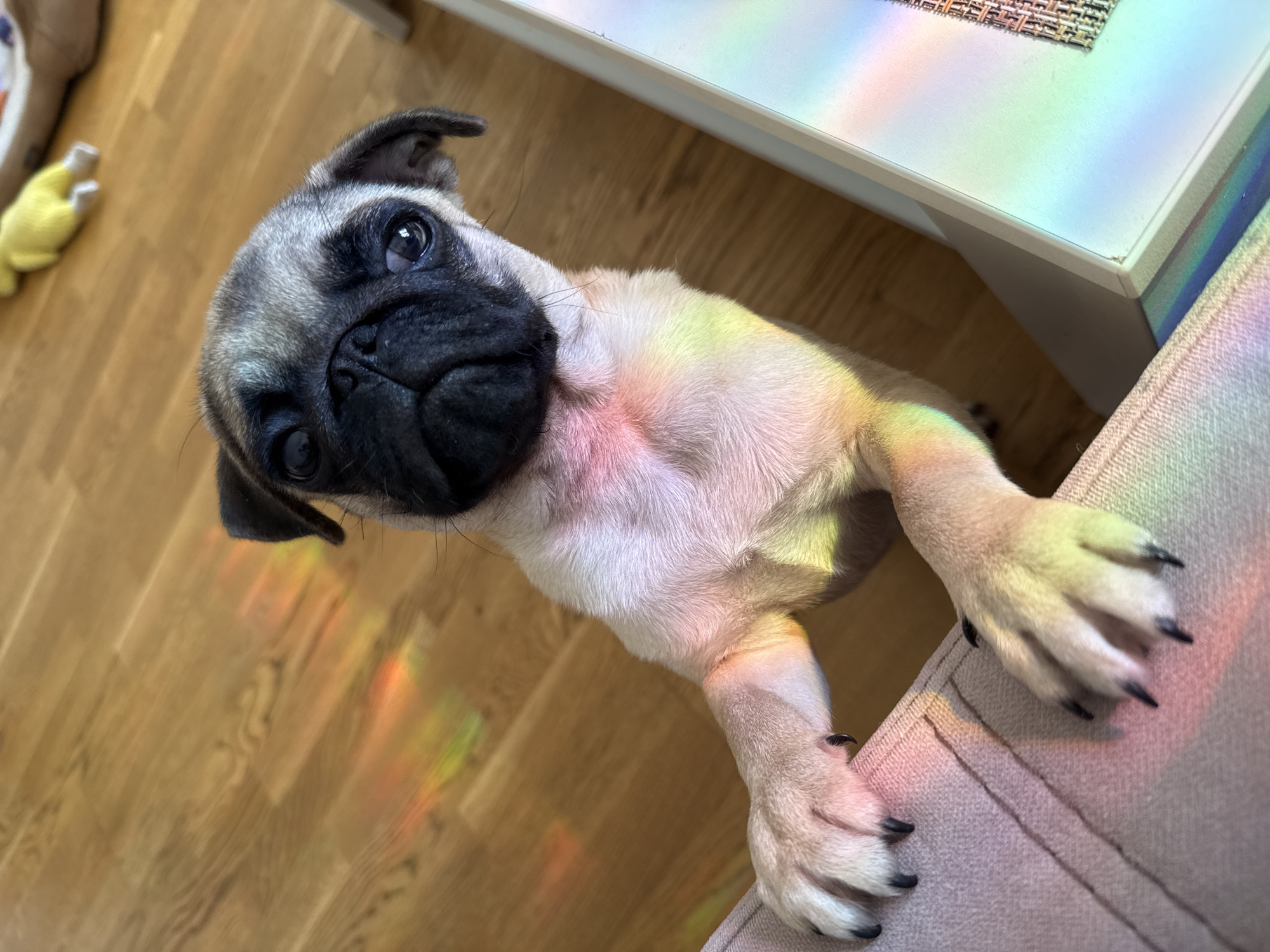 A tan-colored pug stands on its hind legs, paws resting on a light pink upholstered chair. The pug has a dark muzzle and wrinkled forehead, with eyes looking upward. To the left of the pug, a wooden floor is visible, along with a blurry yellow object. In the upper right corner of the image, a white table with colorful light patterns is present. The scene appears to be indoors.