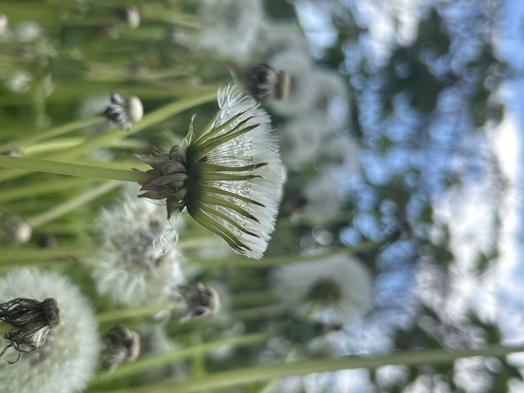 The image shows a close-up of a dandelion in a field. The dandelion is mostly white and appears to be mature, with its seeds ready to be dispersed. Some seeds have already been dispersed. The background is blurry but shows other dandelions and a blue sky, potentially reflecting a location within Noviy, Russia given the prompt. The orientation of the image is sideways.