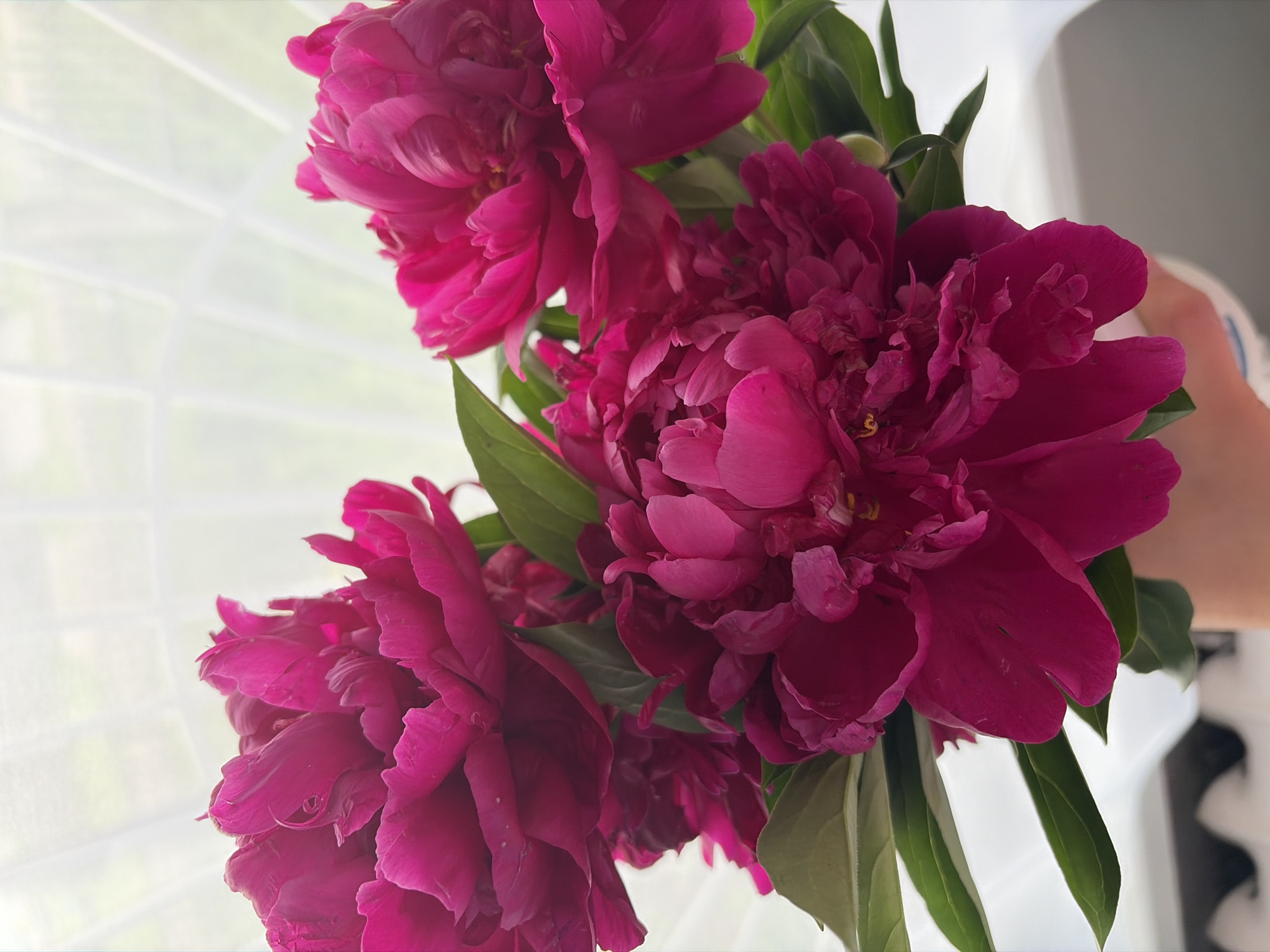 A close-up, eye-level shot shows a bouquet of vibrant pink peonies with green leaves, held by a person's hand and arm which are visible at the bottom of the frame. The flowers are lush and full, with ruffled petals and a few small water droplets on their surfaces. The background is a softly blurred white curtain or sheer fabric, with a hint of greenery visible through it, suggesting an outdoor setting or a room with a window. The overall impression is one of natural beauty and freshness. The scene is not specific to any location within the city of Chumna, Russia.