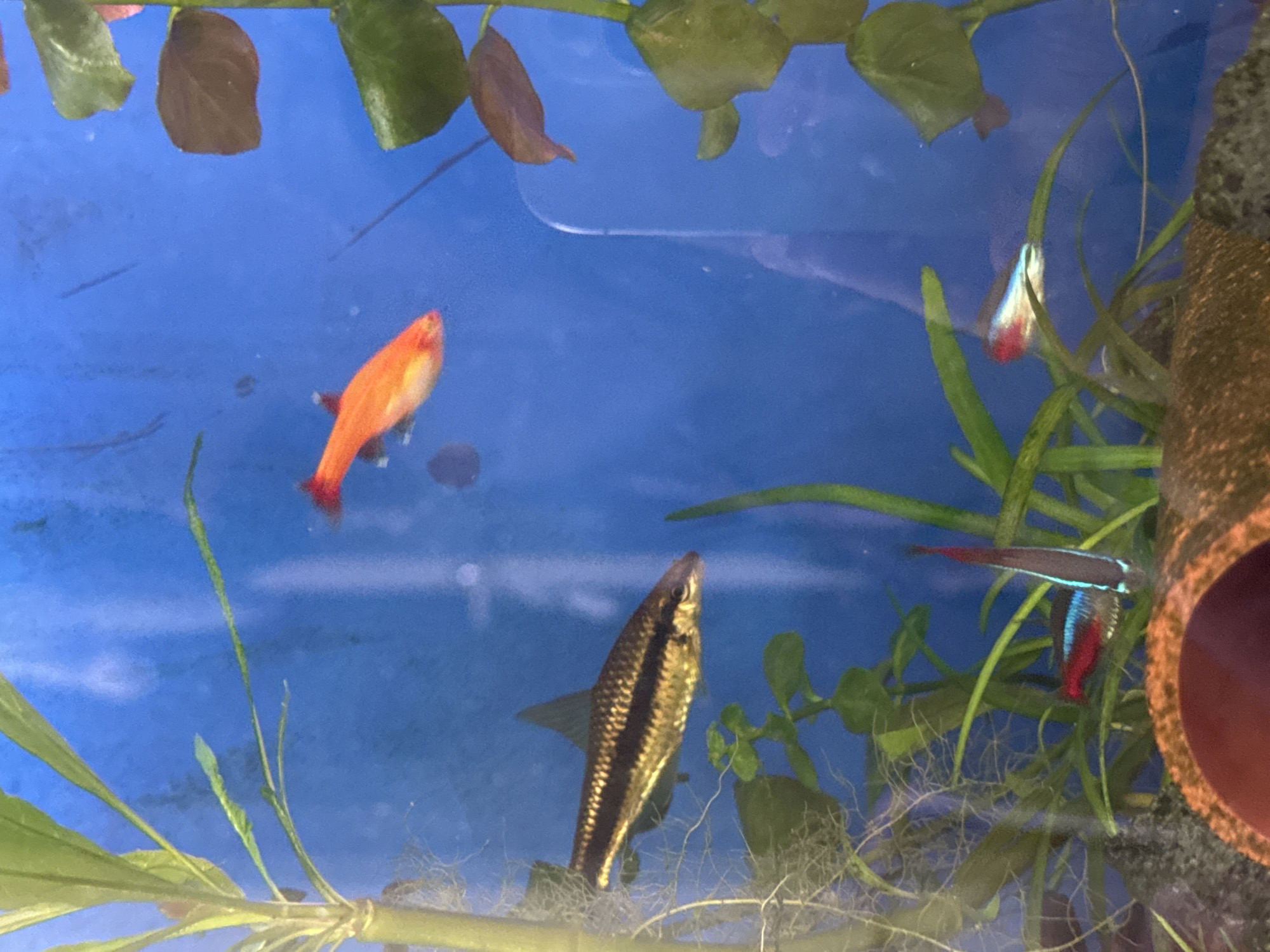 This media file depicts an aquarium scene, likely in a home setting in Mikhaylovsk, Russia, given the provided location context. The primary subjects are five small aquarium fish with vibrant colors.
One fish, a bright orange and yellow, is positioned in the left-center of the frame, swimming towards the right. To its left, another orange fish, possibly the same species, is partially visible. In the lower center, a slender, dark-colored fish with a prominent stripe runs horizontally down its body, is facing upwards, appearing to be investigating the surface. Towards the right side of the frame, two fish with striking iridescent blue and red markings are visible. One is closer to a decorative tube structure, while the other is further back, nestled among aquatic plants.
The setting is an aquarium filled with clear blue water. Several live aquatic plants with green and brown leaves are scattered throughout the tank, providing a naturalistic environment. A rough, textured cylindrical object, possibly a piece of driftwood or a decorative cave, is visible on the far right. The lighting appears to be artificial, illuminating the fish and plants clearly.
There is no discernible activity beyond the natural swimming and movement of the fish. The scene conveys a sense of calm and the natural beauty of an aquarium ecosystem. No people are visible, and there is no visible text in the image. The time of day is not indicated, but the lighting suggests an indoor environment.