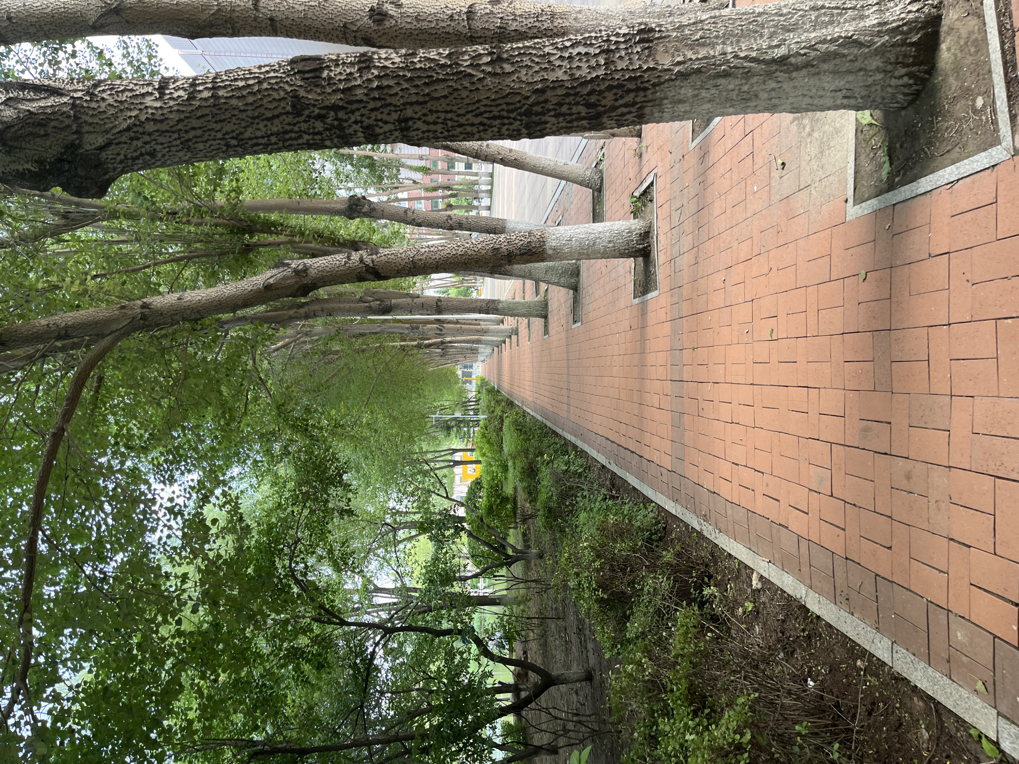 A treelined pedestrian walkway with a brick-paved surface is depicted. The walkway runs parallel to a line of trees with rough, textured bark, some of which have been painted white on their lower trunks. Lush green foliage from these trees creates a canopy overhead. To the left of the walkway, there is a strip of unkempt vegetation and then what appears to be a grassy area with more trees. In the distance, a building with a modern facade is visible, along with a yellow structure, possibly a sign or small building. The scene suggests a park or campus environment within Changchun City, China. There are no people or animals visible in the image.