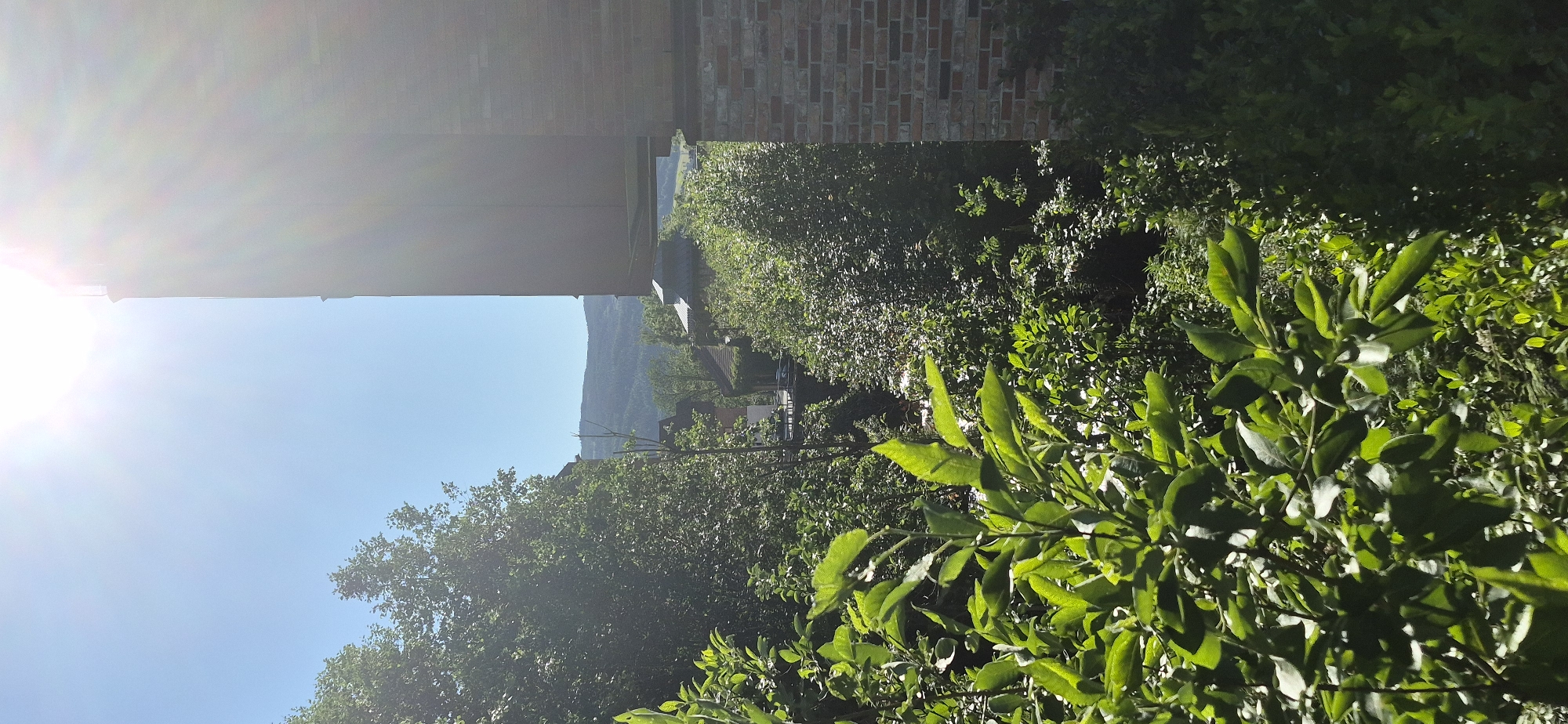 This media file is a photograph of an outdoor scene, taken in portrait orientation. The image is dominated by lush green foliage in the foreground and midground, with some of the leaves brightly illuminated by sunlight. In the background, there is a clear blue sky and a mountain range. Partially visible at the top of the image is a brick wall and a horizontal structure that casts a shadow.
The sun is shining brightly, indicated by the lens flare in the upper left quadrant of the image, suggesting it is daytime. The overall impression is of a bright, sunny day in a natural setting, possibly a garden or hillside with buildings nearby. There are no visible people or text in the image. The scene conveys a sense of tranquility and natural beauty.