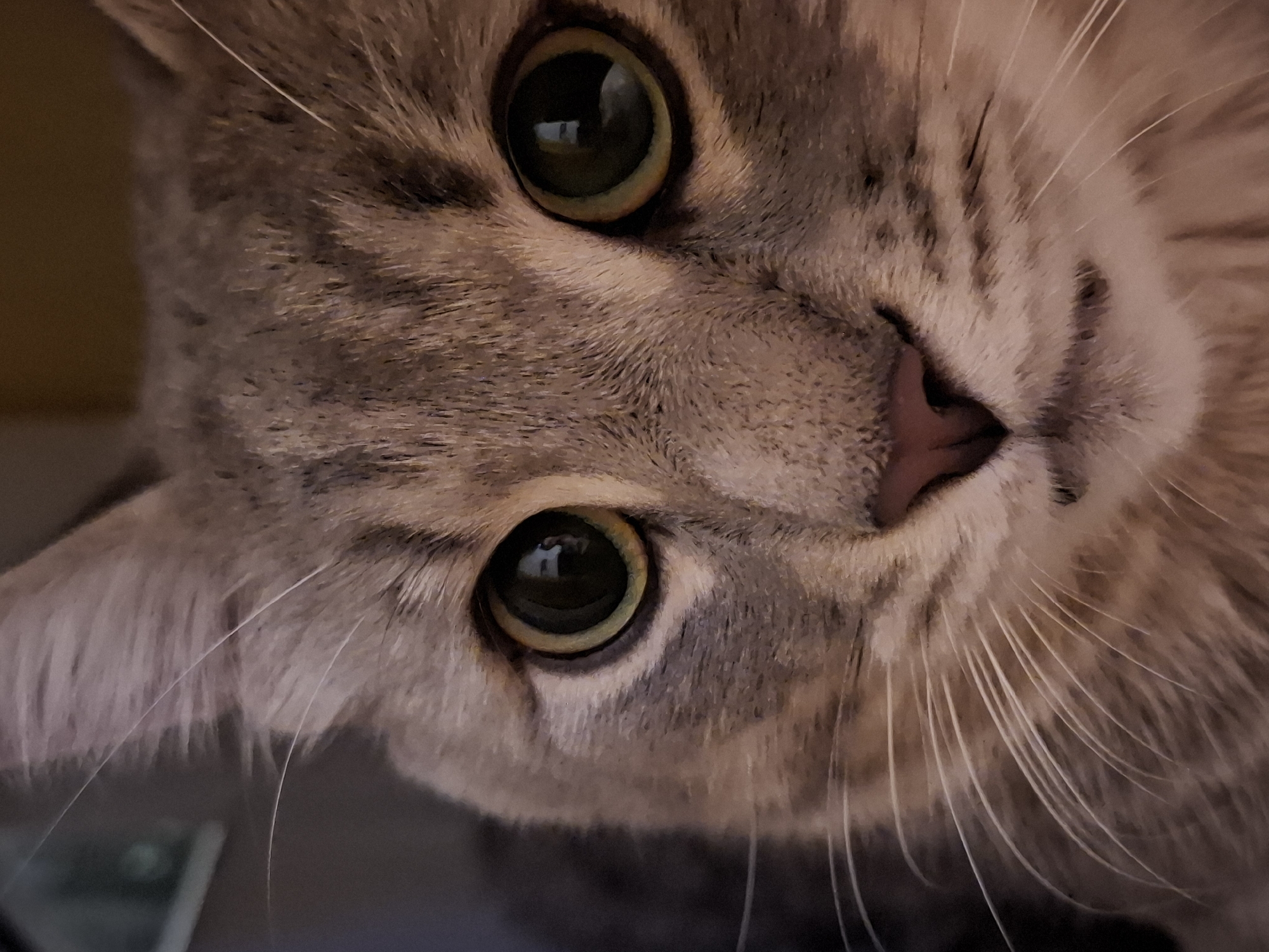 This close-up, upside-down photograph shows the face of a gray tabby cat. The cat's large, round, green eyes are the focal point, reflecting ambient light and showing a hint of the environment around them. Its pink nose is slightly wet, and its whiskers fan out from its muzzle. The fur is detailed, showing variations in gray and brown tabby markings. The background is softly blurred, suggesting a shallow depth of field, and appears to be an indoor setting with muted tones. The lighting is warm and appears to be artificial, likely indoor lighting, with no clear indication of time of day or weather. No text is visible in the image. The overall impression is an intimate portrait of a domestic cat, focusing on its facial features and textures.