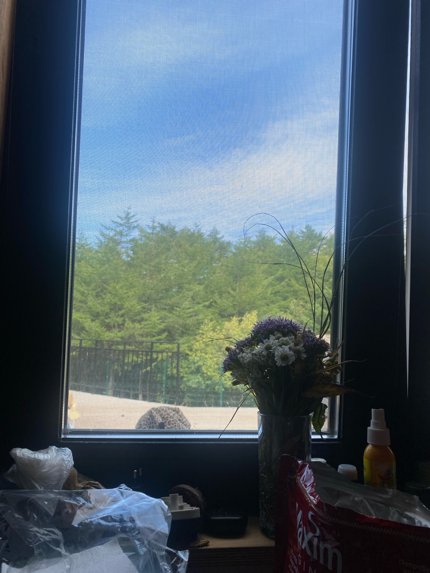 A medium shot, taken from inside a dark room, looks out through a window with a screen. The window reveals a bright, partly cloudy blue sky above a dense line of green trees. In the foreground, on the windowsill, a glass vase holds a bouquet of dried flowers and grasses. To the right of the vase is a yellow spray bottle with a white cap. In the lower left corner of the frame, on the windowsill, are various plastic-wrapped items and what appears to be a crumpled paper towel. Through the window, in the middle ground, a sandy area is visible, with a portion of what looks like a fence or railing. On the sandy area, a blurry, dark-colored animal, possibly a hedgehog or a similar small creature, is visible with its back to the camera. The overall scene suggests an interior domestic setting looking out onto a natural outdoor environment.