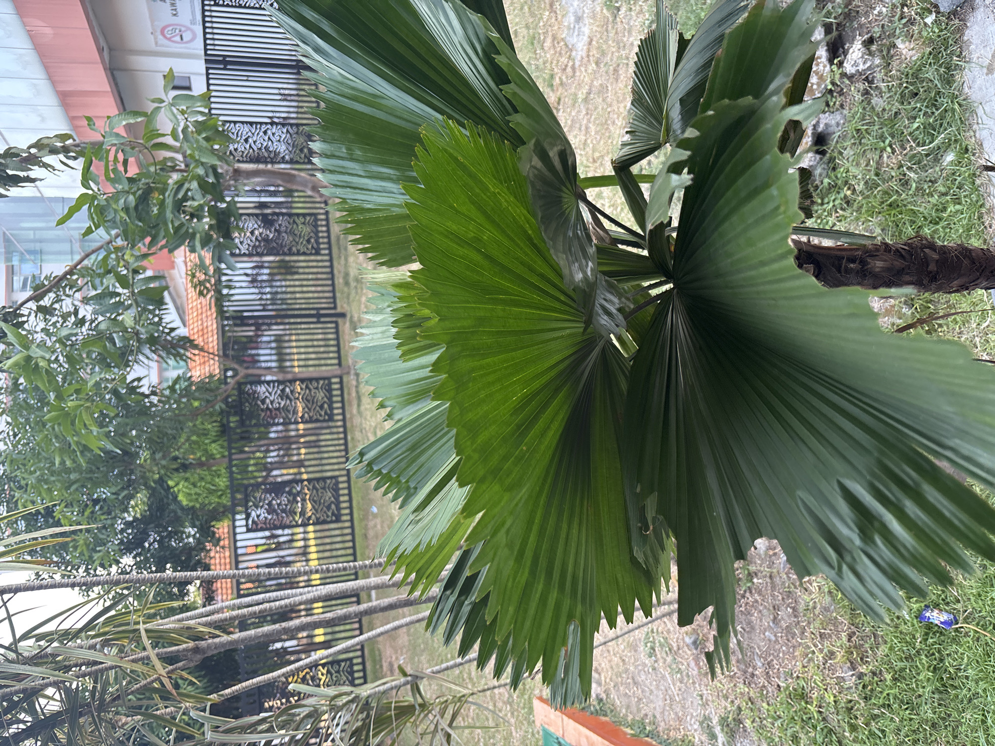 The image depicts an outdoor scene in Cirebon, Indonesia, focusing on a large, green fan palm with segmented leaves. In the background, a black metal fence with decorative patterns encloses an area with a building exhibiting a modern architectural style, featuring glass windows and orange trim. The ground is covered with dry grass and patches of green grass. A tall, slender plant with striped bark stands to the left of the palm. The lighting suggests it is daytime, possibly late afternoon due to the soft illumination. The overall setting appears to be a public space or the grounds of a commercial establishment in an urban environment.
