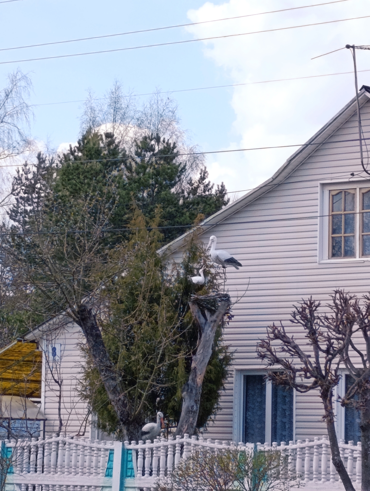 The image shows a light-colored house in Makarovo, Russia, with white siding and a white picket fence. In front of the house is a tree with bare branches intertwined with evergreen foliage. In the tree is a large bird nest with three artificial storks positioned around it - one standing on the roof of the house, one in the nest, and one on the ground behind the fence. Electrical wires are visible overhead against a cloudy sky. The house has at least one window with a multi-pane design. A yellow-roofed structure is partially visible to the left of the main house. A trimmed bare tree is situated to the right.