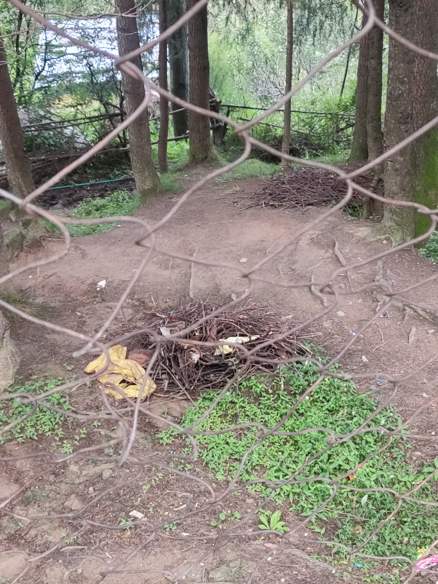 This image depicts a fenced-off area within a wooded environment in Manali, India. The foreground is dominated by a wire fence that obstructs the view of the scene beyond. Inside the enclosure, the ground is predominantly dirt with scattered dry twigs and leaves. Two distinct piles of twigs are visible; one is larger and further back, while a smaller, more prominent pile is located closer to the foreground, partially obscured by a yellow plastic bag. Small green plants are growing sparsely on the ground. In the background, tall trees with rough bark are present, characteristic of a forest or park setting. The overall impression is one of an outdoor, possibly undeveloped or unmaintained, space within a natural landscape.