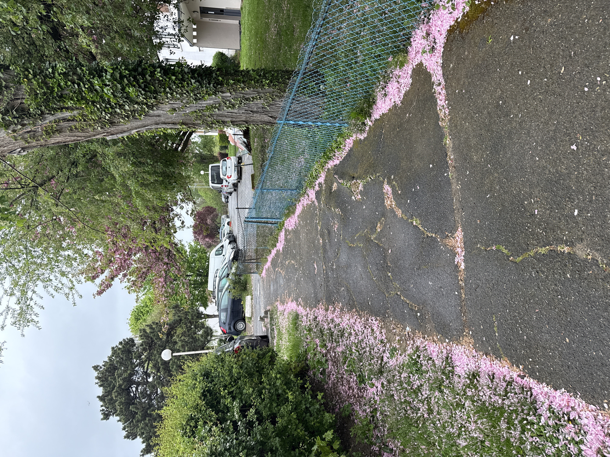 The scene shows a narrow asphalt road in Sarcelles, France, bordered by a blue chain-link fence on the right and lush greenery on the left. Fallen pink flower petals line both sides of the road, giving a clear indication of nearby flowering trees, which are visible in the frame. Several parked cars are visible along the road. The sky overhead appears overcast. A utility building is also visible in the background. The road surface shows signs of cracking and age.