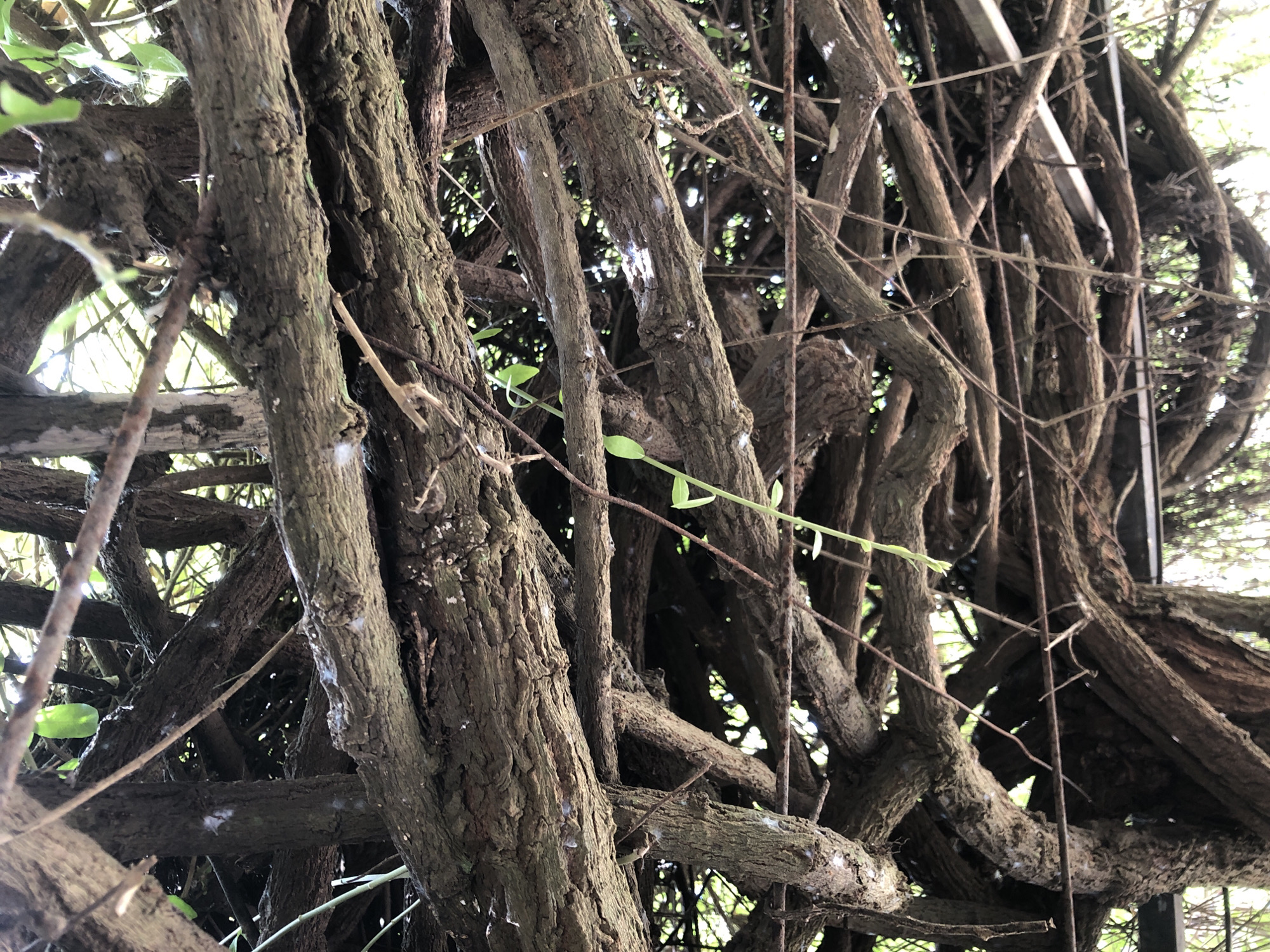 The image shows a close-up, low-angle view of a dense network of intertwined tree branches, likely forming a natural canopy or trellis. The branches are thick, gnarled, and covered in rough, textured bark. Some smaller, lighter-colored vines and twigs are also visible, weaving through the larger branches. There are a few small, green leaves emerging from some of the branches, indicating the presence of new growth. The background is a dappled mix of light and shadow, suggesting sunlight filtering through the foliage above. The overall impression is one of organic growth and natural entanglement. There are no people, animals, or man-made objects immediately apparent within the frame, other than what appears to be a thin, horizontal metal support structure partially visible in the lower portion of the image. The scene evokes a sense of being underneath a lush, overgrown structure.