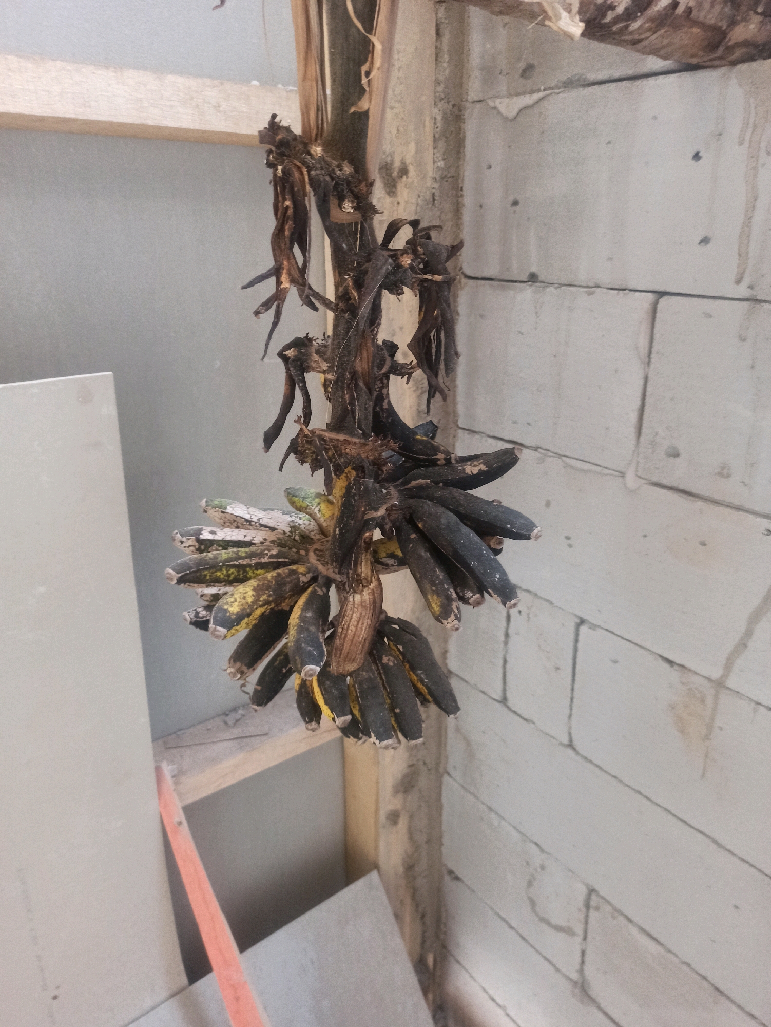 The image shows a bunch of overripe, blackened bananas hanging from a wooden beam against a wall constructed of white cinder blocks. The bananas are mostly dark and appear dried or rotten. The background is a light gray wall. There is no indication of people or any activity. The scene suggests an outdoor or partially enclosed space, possibly a shed or an unfinished building. There is no information in the image that would allow for the identification of the location as Sumedang, Indonesia.