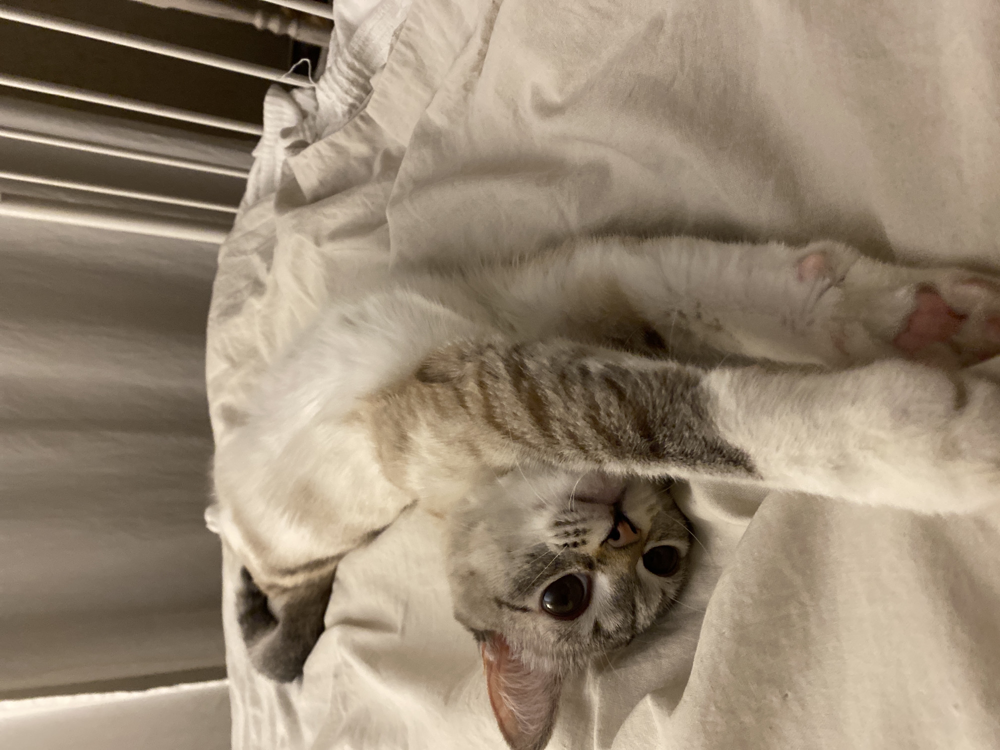 A cat with white and grey striped fur is lying upside down on a white bed sheet. The cat's eyes are wide and it is looking directly at the camera. The cat's paws are outstretched, with pink paw pads visible. The environment appears to be a room with blinds on the window. The image doesn't contain any elements that allow the location of the city of Yekaterinburg, Russia, to be identified.