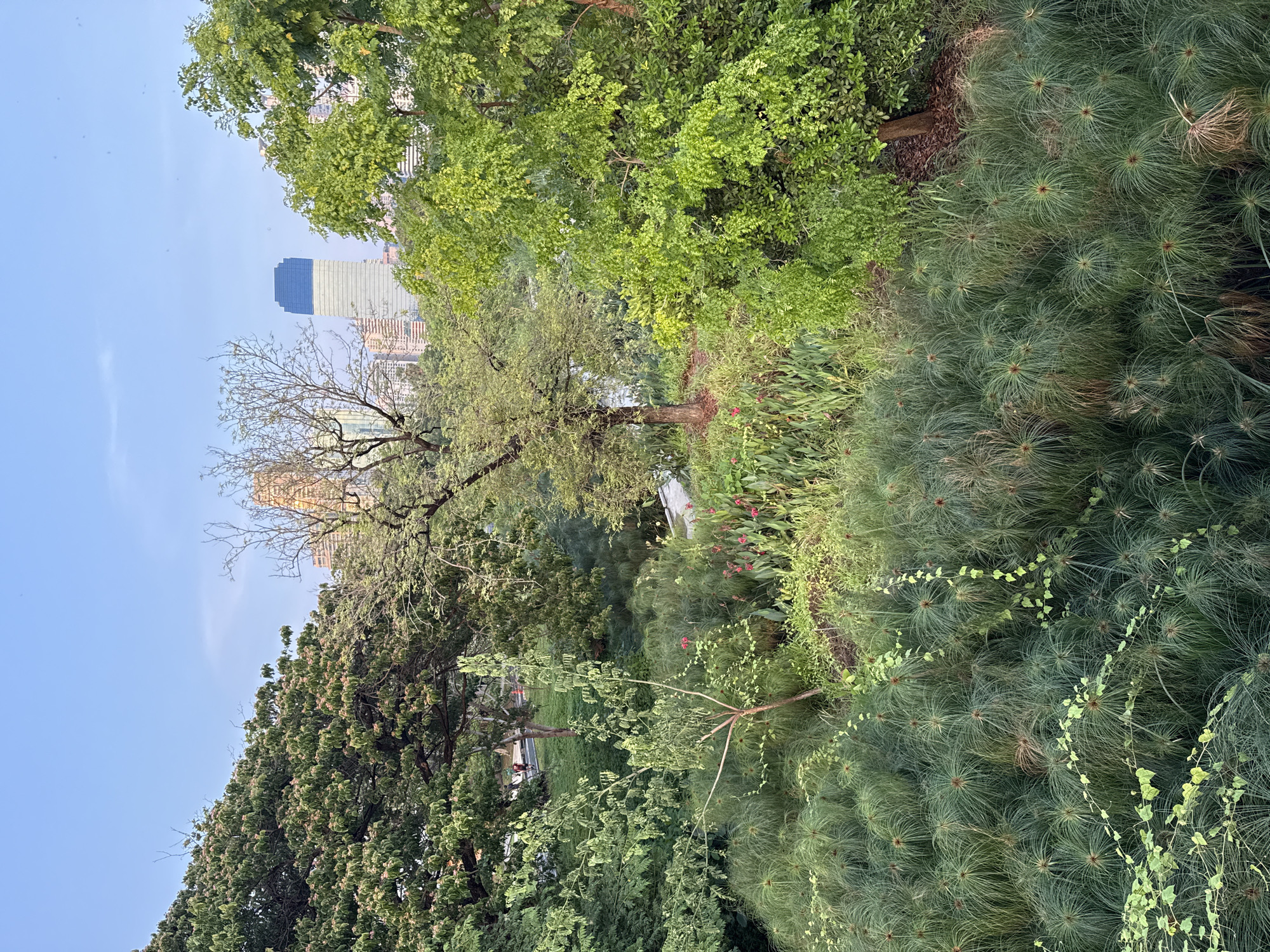 A low-angle, medium-distance shot shows dense green foliage in the foreground, with cityscape elements visible in the background under a bright blue sky. The buildings indicate a possible urban setting, potentially within Bangkok, Thailand. The vegetation includes a variety of trees and plants, with a mix of broad-leaved trees, coniferous-looking plants, and other greenery. Some buildings are visible amongst the trees.