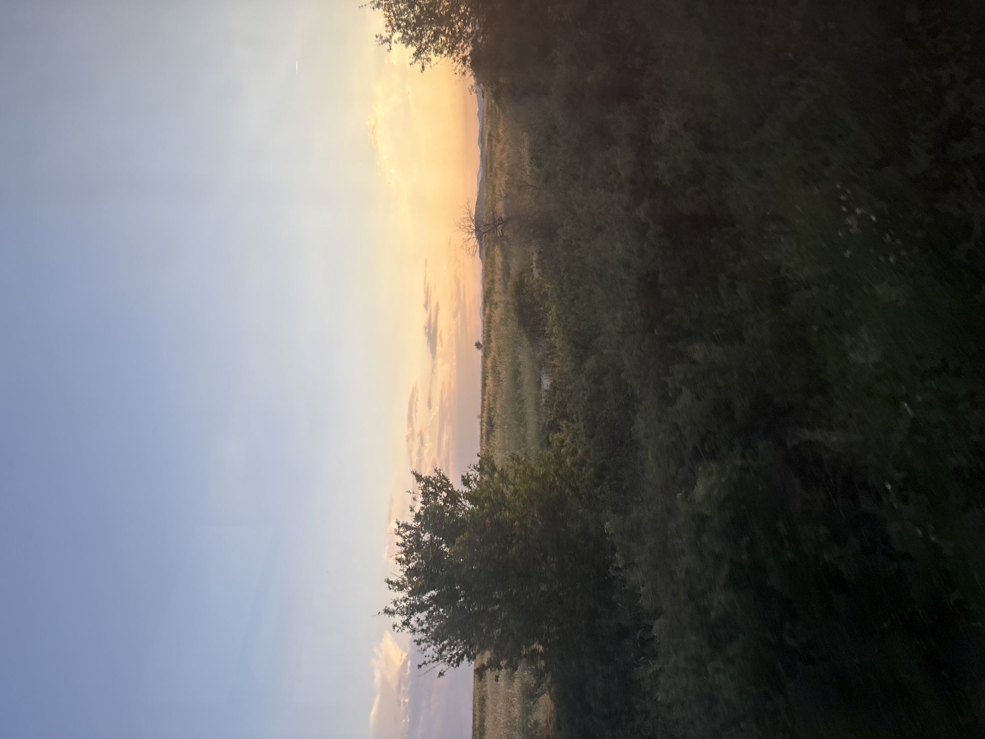 This image depicts a rural landscape at sunset, located in Tsar Asen, Bulgaria. The sky transitions from a light, clear blue at the top to a vibrant orange and yellow hue near the horizon, indicative of a sunset. Scattered, light pink and white clouds are visible in the upper left quadrant, with fainter, wispy clouds extending towards the right. A faint, white airplane contrail is discernible in the upper right sky.
The horizon features distant, low-lying mountains or hills, appearing as dark silhouettes against the bright sunset. The midground consists primarily of expansive fields covered in dry, light-colored vegetation, likely tall grasses or mature crops, extending across the frame.
The foreground is dominated by dense, dark green foliage. A prominent, medium-sized, leafy deciduous tree stands in the left-midground, its darker leaves contrasting with the lighter fields behind it. To the right of the frame, parts of another, partially bare or less dense tree are visible, its branches silhouetted. The immediate foreground is heavily shaded and filled with dark green and brown shrubs and undergrowth, obscuring the ground plane. No individuals, animals, or artificial structures are discernibly present within the scene.