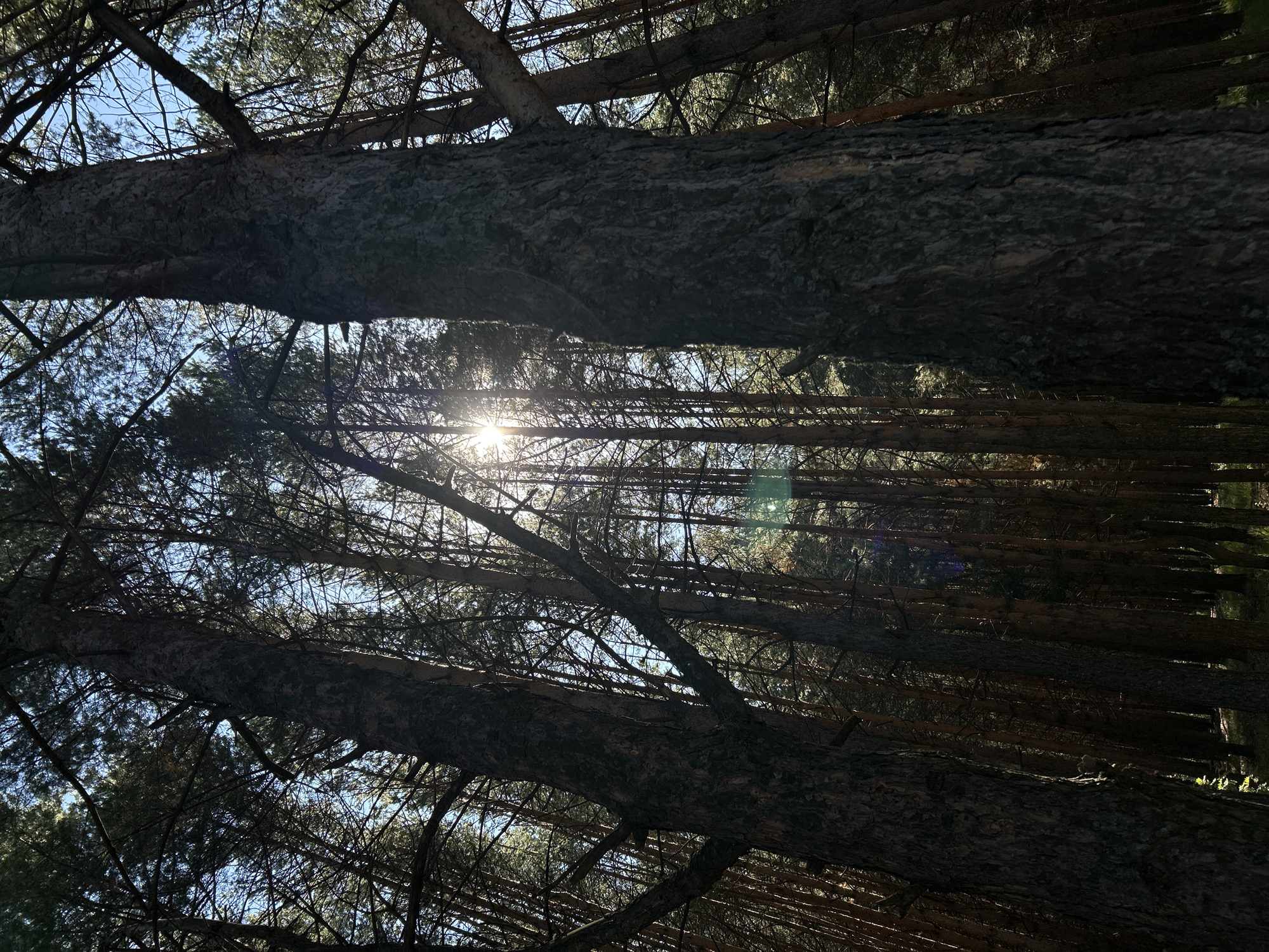 This media file captures an upward-looking view of a dense coniferous forest under a clear sky, likely in Chaikovsky, Russia. The sun is visible, casting rays through the branches and creating a lens flare. The dominant subjects are the thick, textured trunks of pine trees and their numerous branches, which form a complex canopy. The perspective is from below, looking up through the trees, giving a sense of being immersed in the forest. The light suggests it is daytime, possibly late morning or early afternoon, with bright sunlight filtering through the otherwise shadowed forest. The overall mood is serene and natural, emphasizing the scale and density of the woodland. There is no visible text in the image.