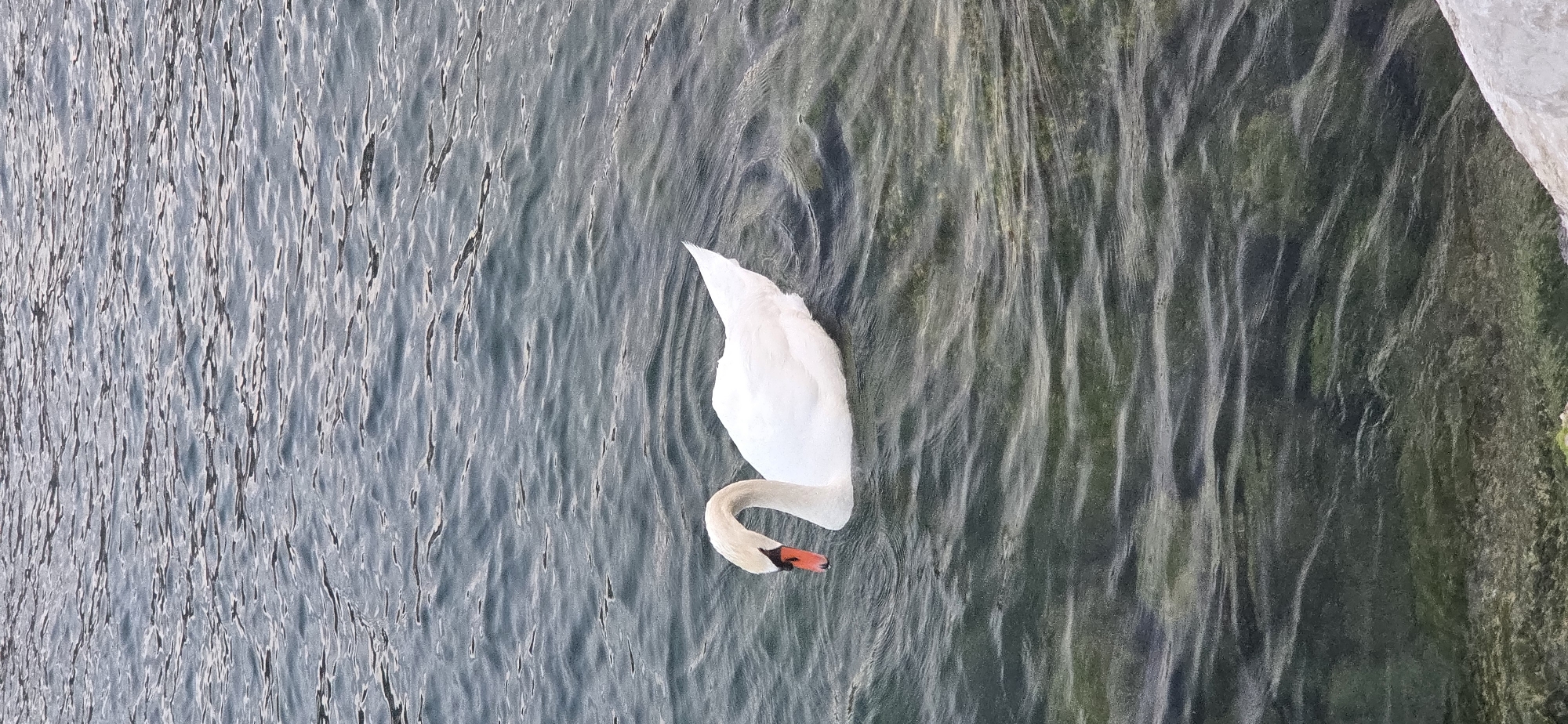 A white swan with an orange beak glides across the rippling, dark blue water of Lake Garda in Torbole, Italy. The swan is facing left, with its head curved downwards. The water's surface is textured with numerous small waves, reflecting the overcast sky. The bottom of the lake is visible in places, appearing dark green and murky, hinting at submerged vegetation or rocks. The image captures a serene natural moment in a picturesque Italian setting.