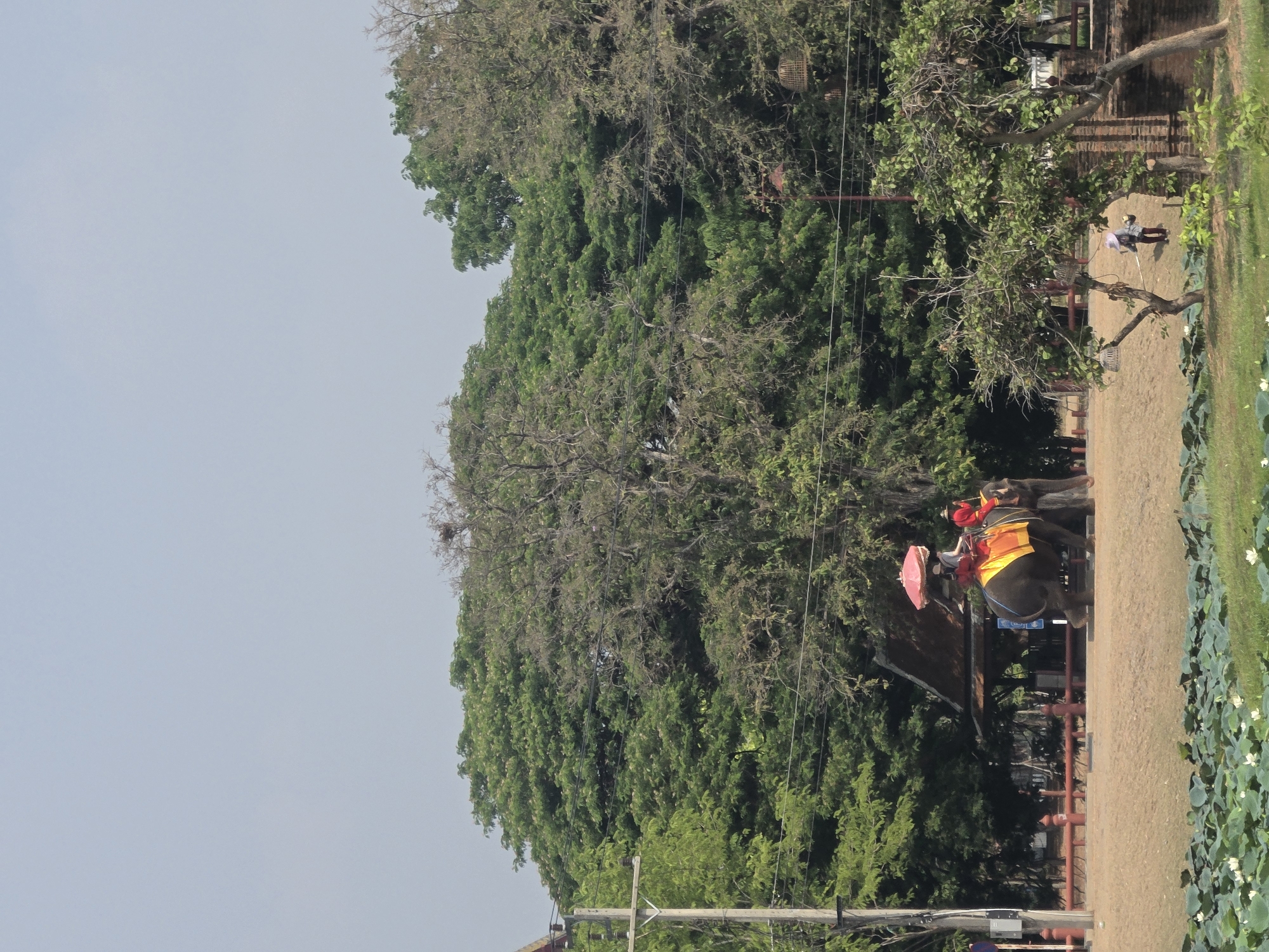 The image depicts a scene in the Historic City of Ayutthaya, Thailand. An elephant with riders and a person with a red umbrella are the primary subjects of the image. The elephant appears to be walking on a sandy path near a lotus pond with numerous lily pads and white flowers. A fence line runs parallel to the path, separating it from a lush green forested area with large trees. Overlooking the scene is a grey, overcast sky. Electrical poles are seen in the foreground as well as a structure with a red roof.
