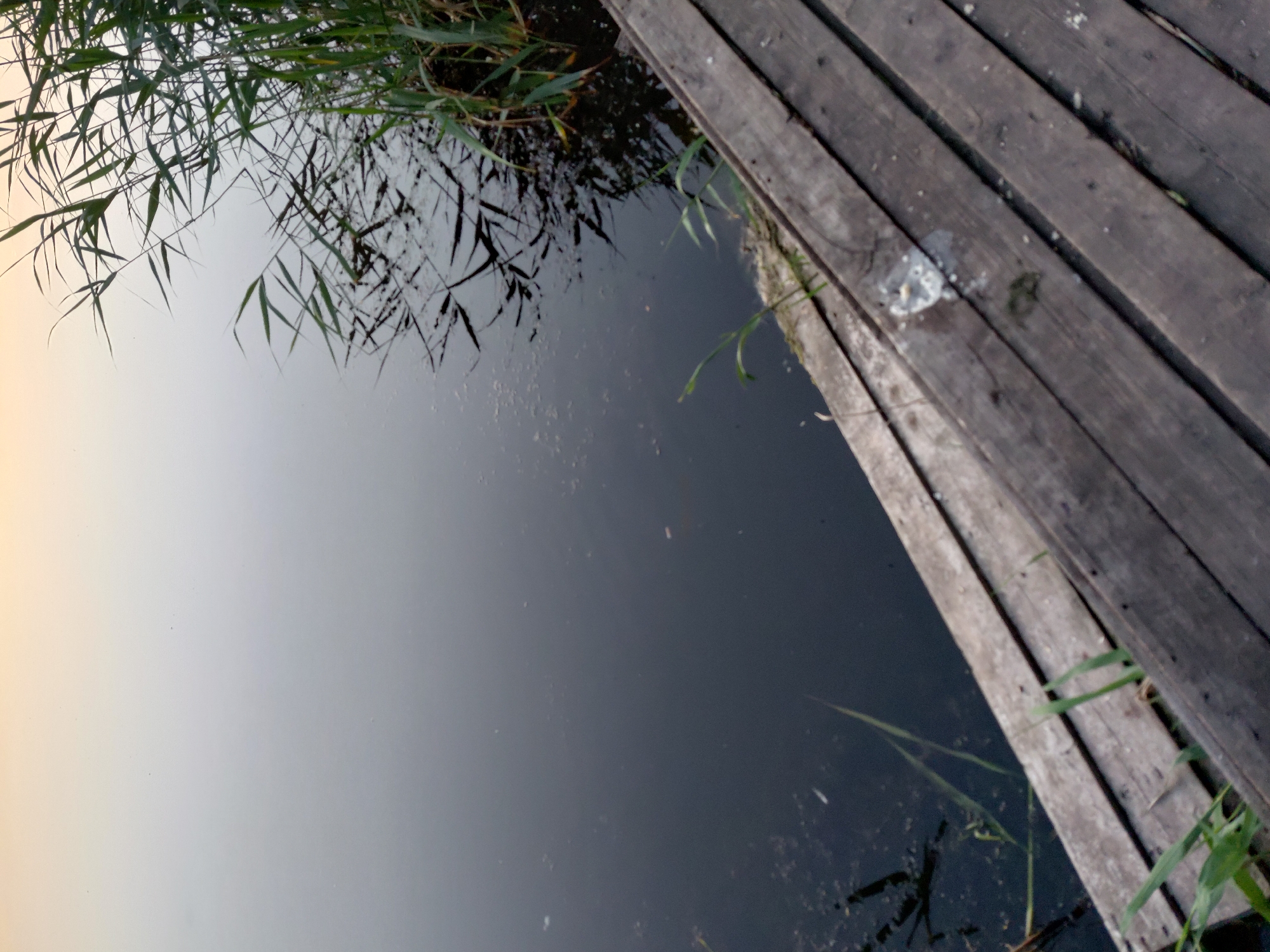 The image depicts a wooden pier extending into dark, still water, with reeds growing along the edge. The sky above the water is a pale, hazy gradient of yellow and gray. The pier is constructed of weathered, aged wooden planks laid parallel to each other, showing signs of wear and tear. Some sparse green grass sprouts between the planks and along the edge where the pier meets the water. Reflections of the reeds are visible on the water's surface, creating a mirrored effect. In the upper right portion of the frame, the reeds are dense and green, leaning over the water. A small, white, irregularly shaped object, possibly bird droppings, is visible on one of the pier planks. The overall scene suggests a quiet, natural setting, likely a body of water within or near Ustyvytsia, Ukraine, characterized by its rustic pier and surrounding vegetation.