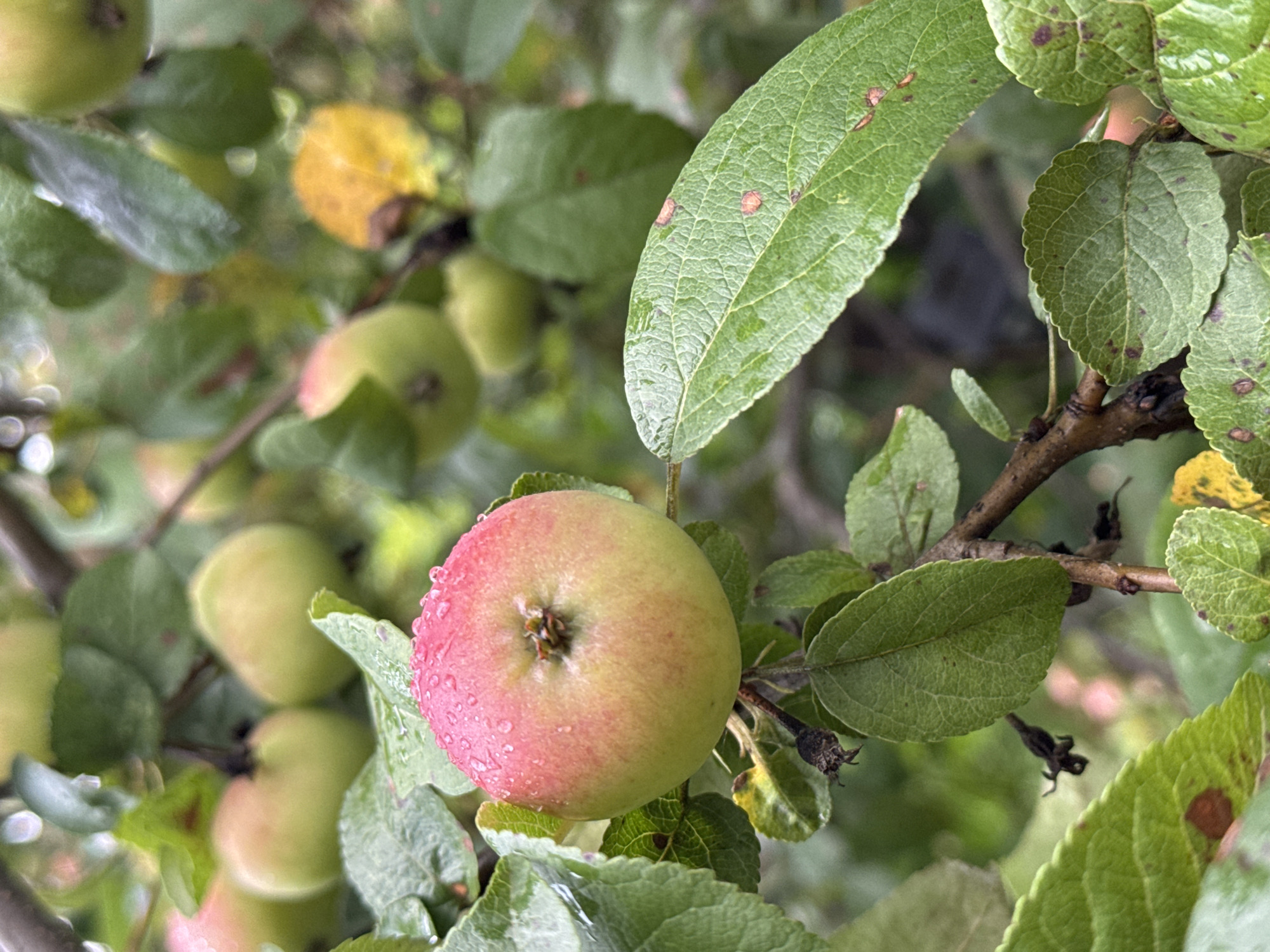 A close-up, eye-level shot captures a single, ripe apple on a branch, amidst a cluster of green leaves and other, less ripe apples. The apple in focus is mostly red with a blush of green towards the bottom, its surface adorned with glistening water droplets, indicating recent rain. The leaves surrounding it are a vibrant green, some showing signs of autumnal transition with small brown spots. The background is a soft blur of more green foliage, with hints of yellow and out-of-focus apples, suggesting a natural, outdoor setting. The image was taken in a garden in Mansky, Russia.