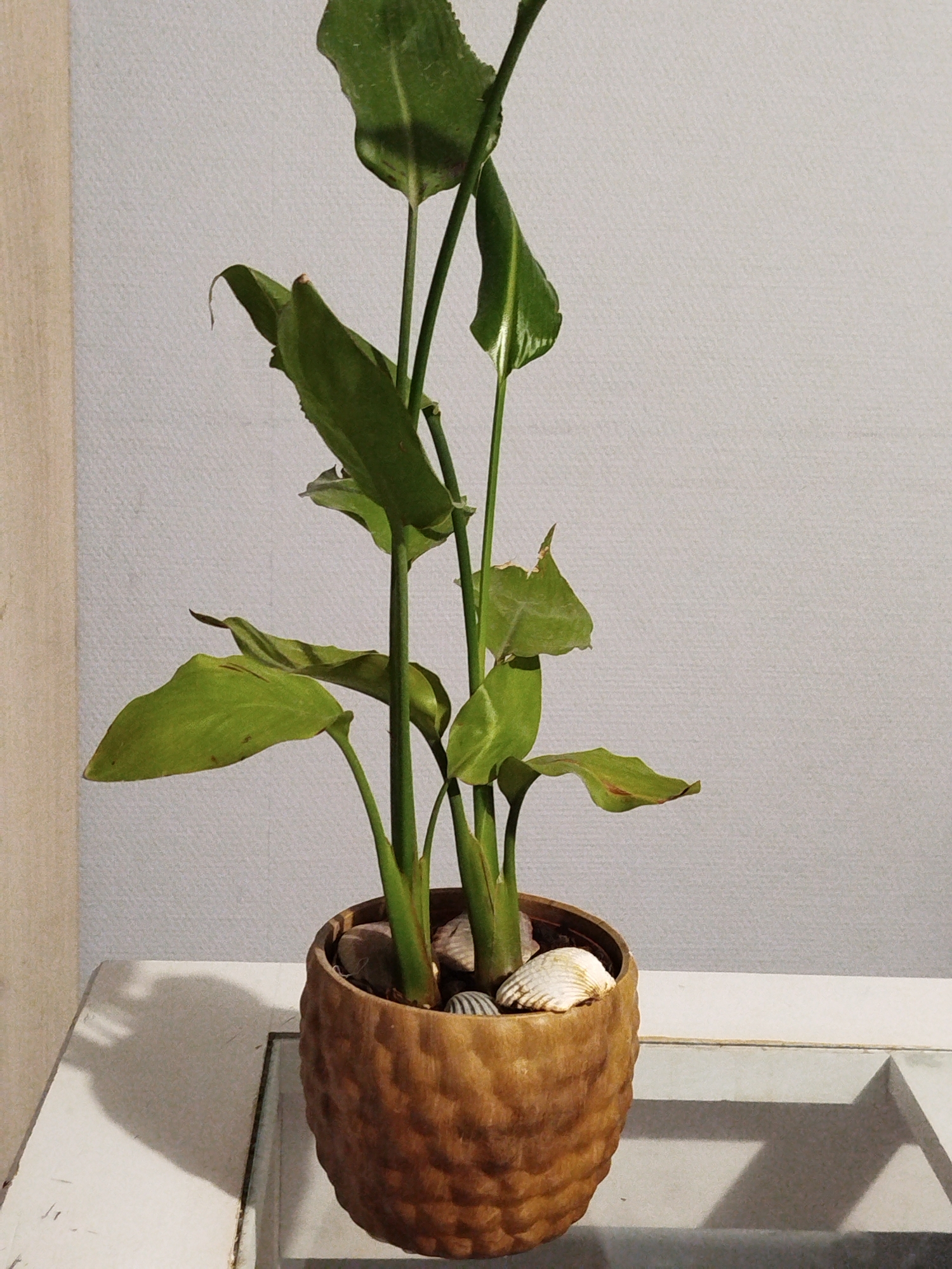 A potted green plant with large leaves sits on a white table. The pot is a textured brown. Small stones and shells are visible in the soil. The background is a textured light grey wall. The scene is indoors. The location is Saint-Claude, France.