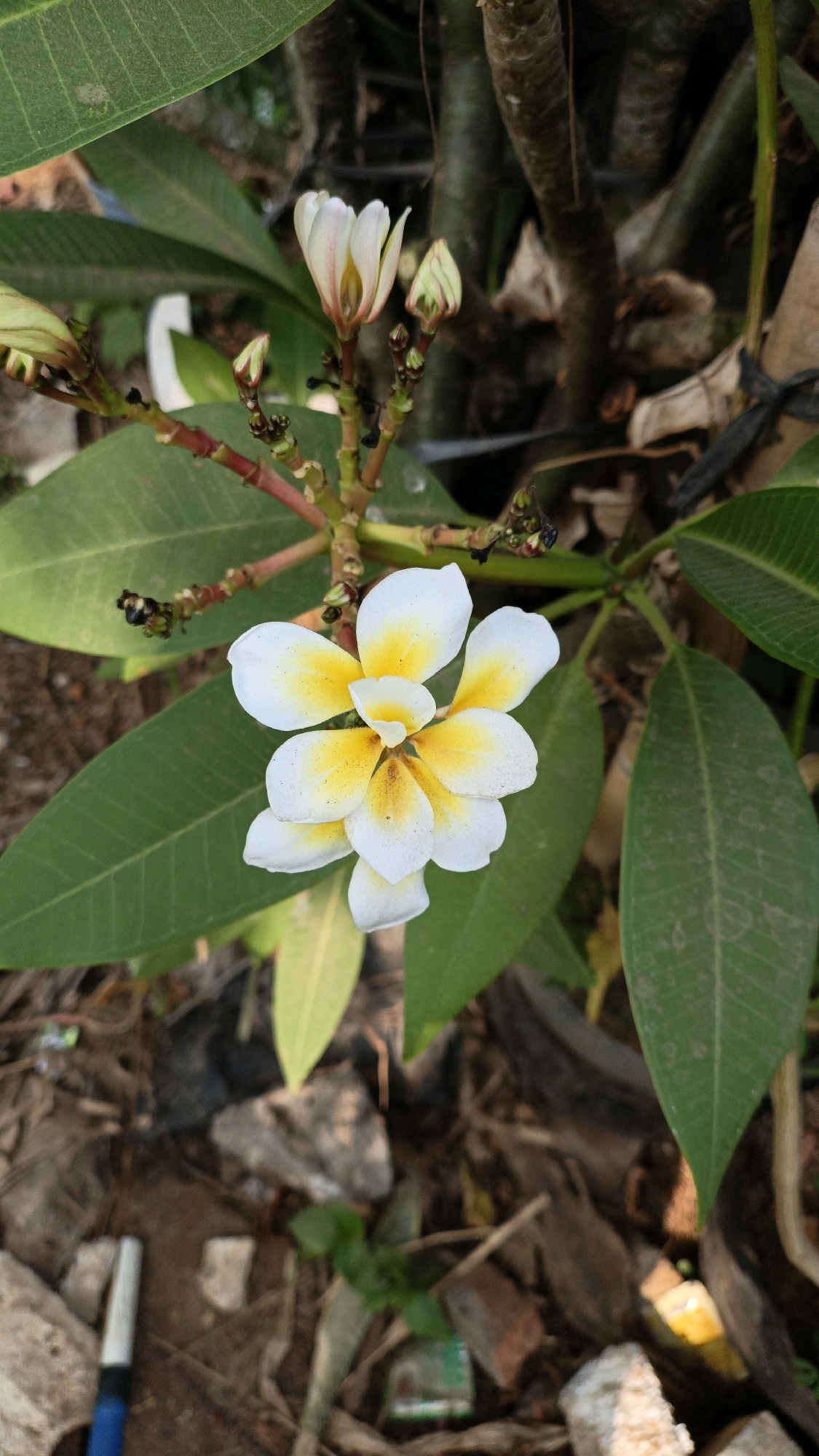 A close-up, top-down shot focuses on a white and yellow plumeria flower with five petals, its center tinged with yellow and brown. Several unopened buds and green leaves are visible, along with a woody plant stem. The background is blurred, showing loose soil and debris. A portion of a blue and silver object, possibly a pen, is visible in the lower left corner. The scene appears to be outdoors in an unkempt area. The location is specified as Cikal, Indonesia.