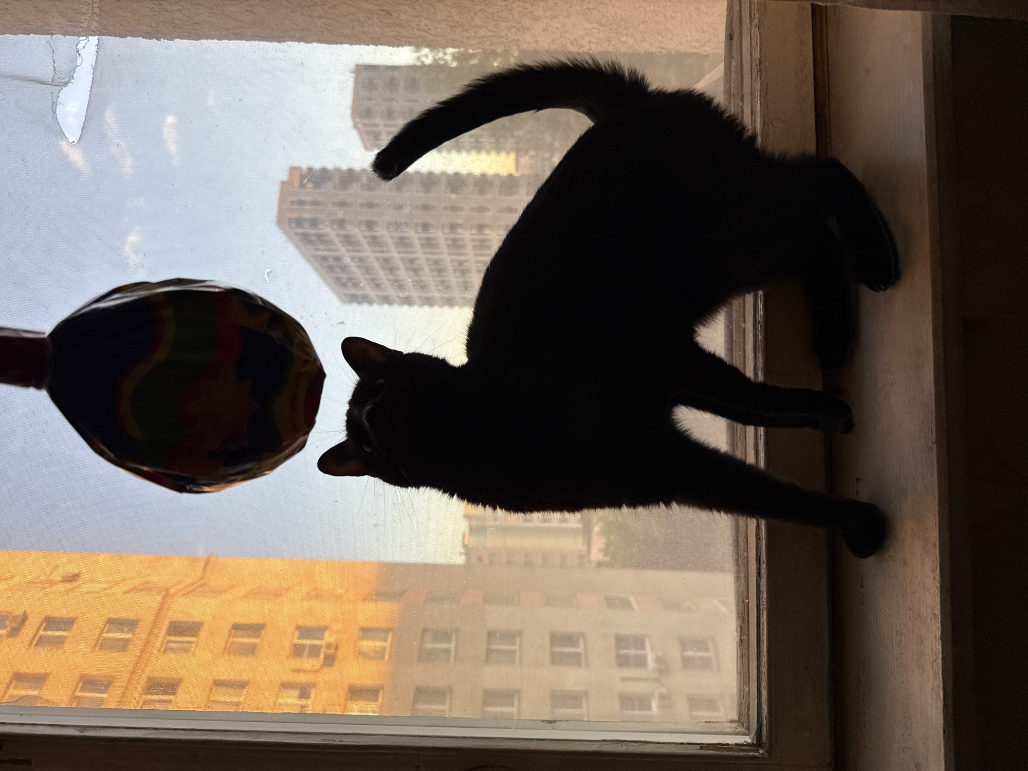 A silhouetted black cat stands on a windowsill, looking up at a colorful toy hanging above it. The cat is positioned in the center of the frame, with its body angled to the right. Behind the cat, through a windowpane, are the hazy silhouettes of apartment buildings against a pale blue sky. The building on the left is illuminated by the warm, orange light of a setting or rising sun. The window has a worn, wooden frame and is partially covered by a sheer curtain with a rip in the upper right corner. The scene appears to be an interior view looking out from an apartment in Khimki, Russia.