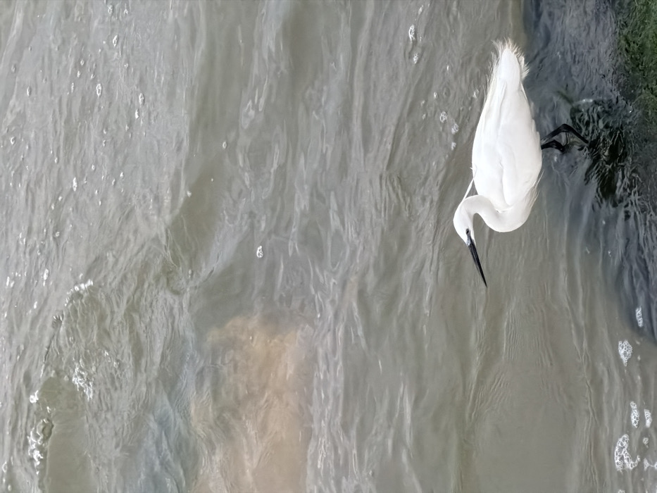 An overhead shot captures a white bird, likely an egret or a similar wading bird, standing in shallow water. The bird is positioned towards the upper right side of the frame, facing downwards with its head and long, dark beak submerged or very close to the water's surface, suggesting it is foraging. Its plumage is entirely white, with some ruffled feathers visible on its back. The bird's slender, dark legs are visible as it stands in the water.
The majority of the image is dominated by the water, which appears calm but shows distinct ripples and subtle patterns on its surface, along with scattered small bubbles. The water has a muted, somewhat greenish-grey color, indicating either its depth, sediment, or the light conditions. In the very top right corner, a darker, possibly greenish-brown area suggests the presence of a bank or some vegetation bordering the water. The lighting appears soft and diffused, possibly indicating an overcast day or indirect light. The scene depicts a quiet moment of nature, with the bird engaged in its natural behavior of searching for food.