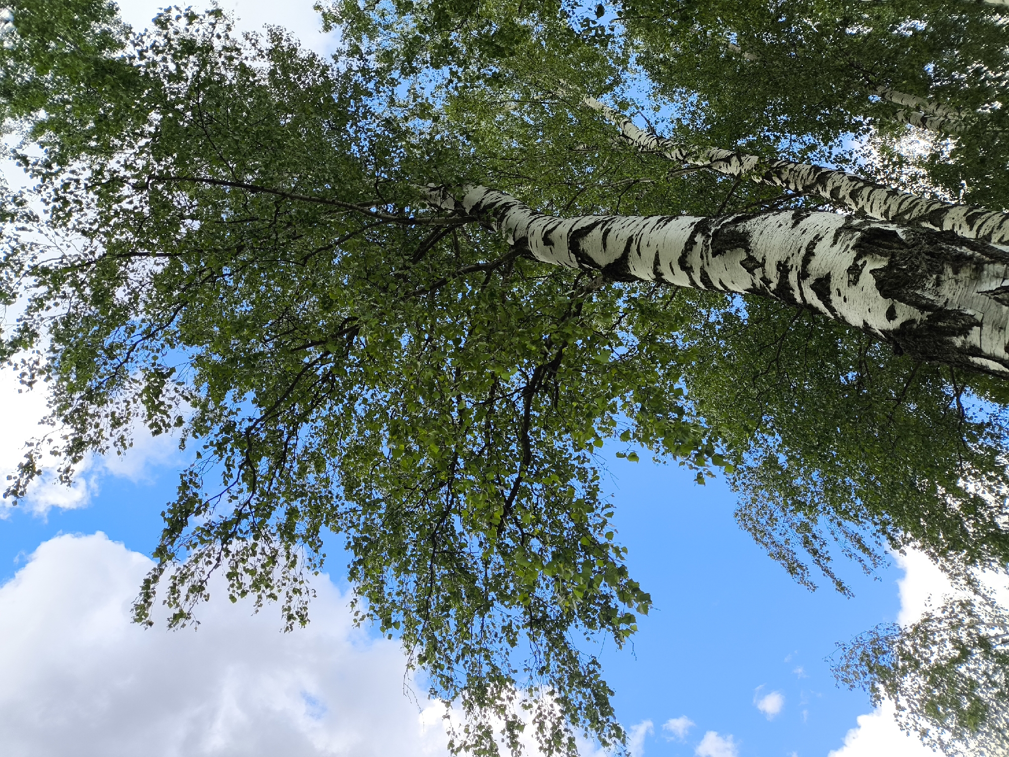 The image depicts a view looking up at birch trees against a bright blue sky with scattered white clouds. The trees are characterized by their distinctive white bark with black markings. Green leaves are visible on the branches, forming a dense canopy that partially obscures the sky. The scene appears to be outdoors in a natural setting. The location is not discernible based solely on the image.