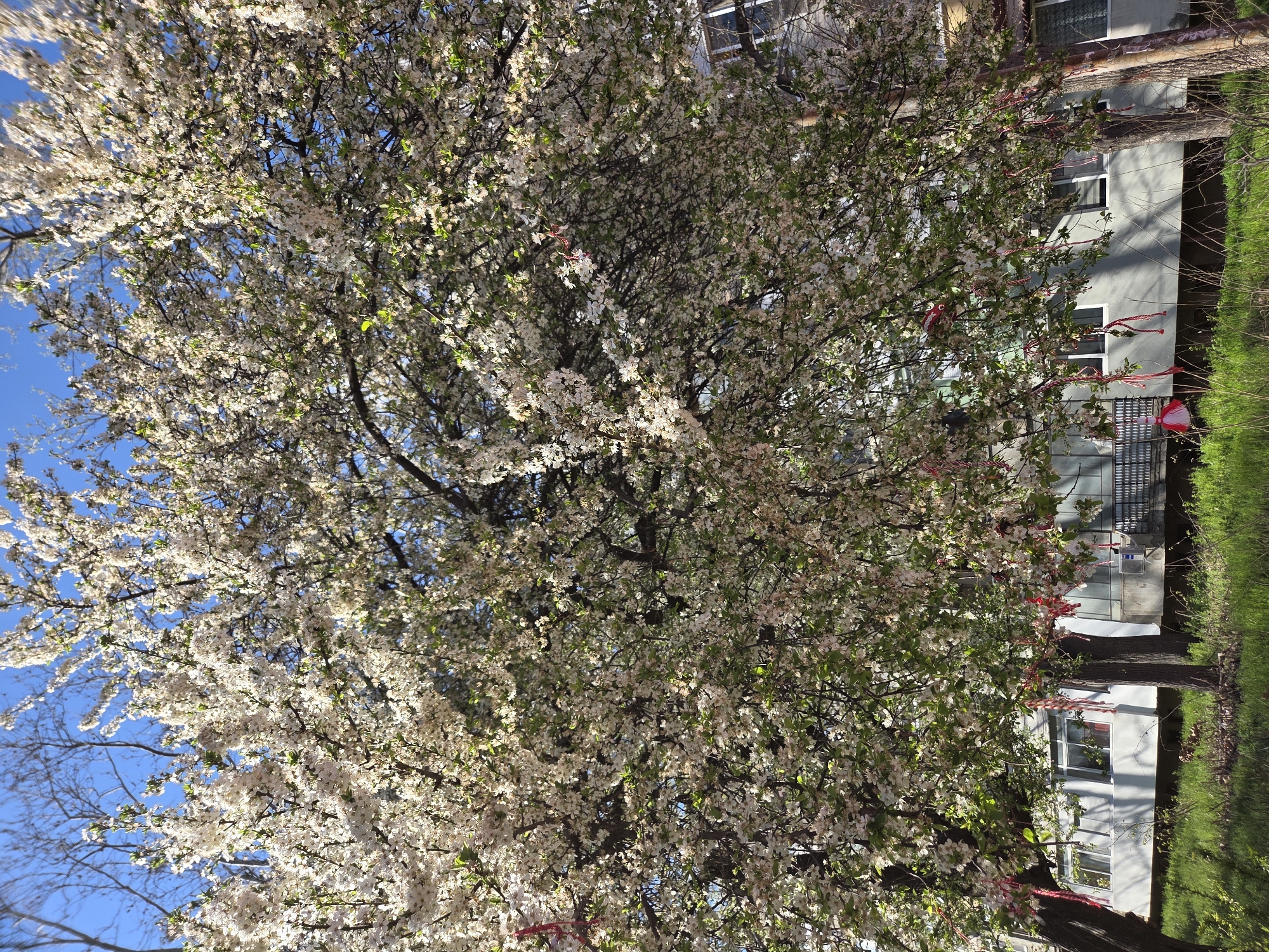 The image shows a flowering tree with white blossoms, likely in Pleven, Bulgaria, given the presence of "martenitsi" – traditional Bulgarian bracelets made of red and white threads, adorning the tree branches. The tree stands in front of a multi-story residential building with visible windows. There is green grass and some other trees/shrubs on the right side of the image. The sky is visible through the branches, appearing blue. The image captures a spring scene, focusing on the tree's blossoms and the cultural significance of "martenitsi" tied to the tree.