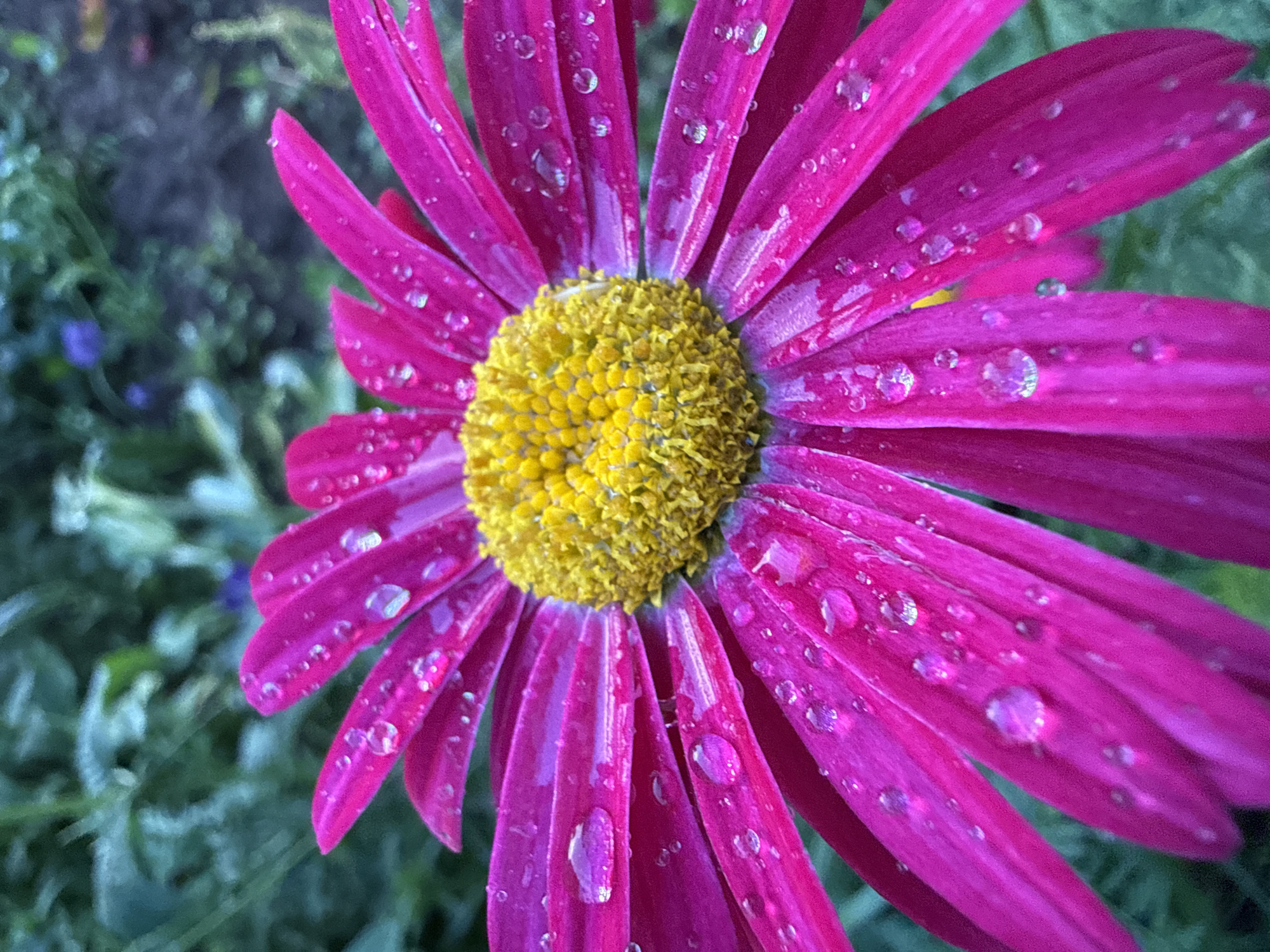 A close-up, slightly overhead shot features a vibrant magenta daisy with a bright yellow center. The flower is covered in numerous water droplets, which glisten on its petals. The background is a softly blurred expanse of green foliage, with hints of purple flowers in the distance, suggesting a garden setting. The overall impression is one of freshness and natural beauty. The location is identified as Марковский, Russia.
