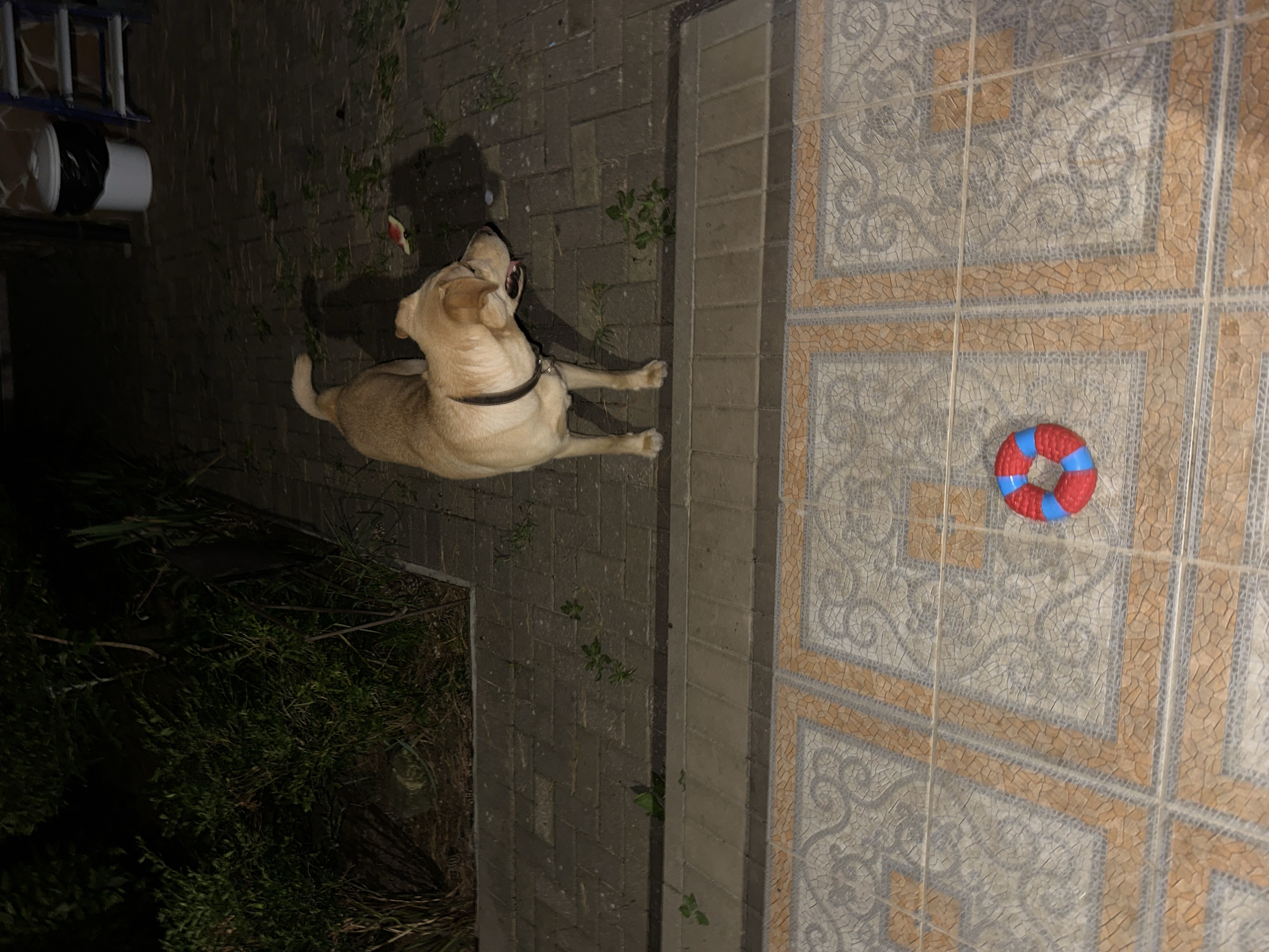 An adult, light-colored dog with a black collar stands on a brick pathway at night. The dog is facing to the right, with its mouth slightly open. In the foreground, on a tiled surface, is a red and blue ring-shaped toy. Behind the dog, to the left, is dense green foliage. To the right of the dog, further back on the brick pathway, is a white trash can with a black liner, and a blue ladder. The scene appears to be an outdoor area, possibly a backyard or patio, in the city of Sochi, Russia.