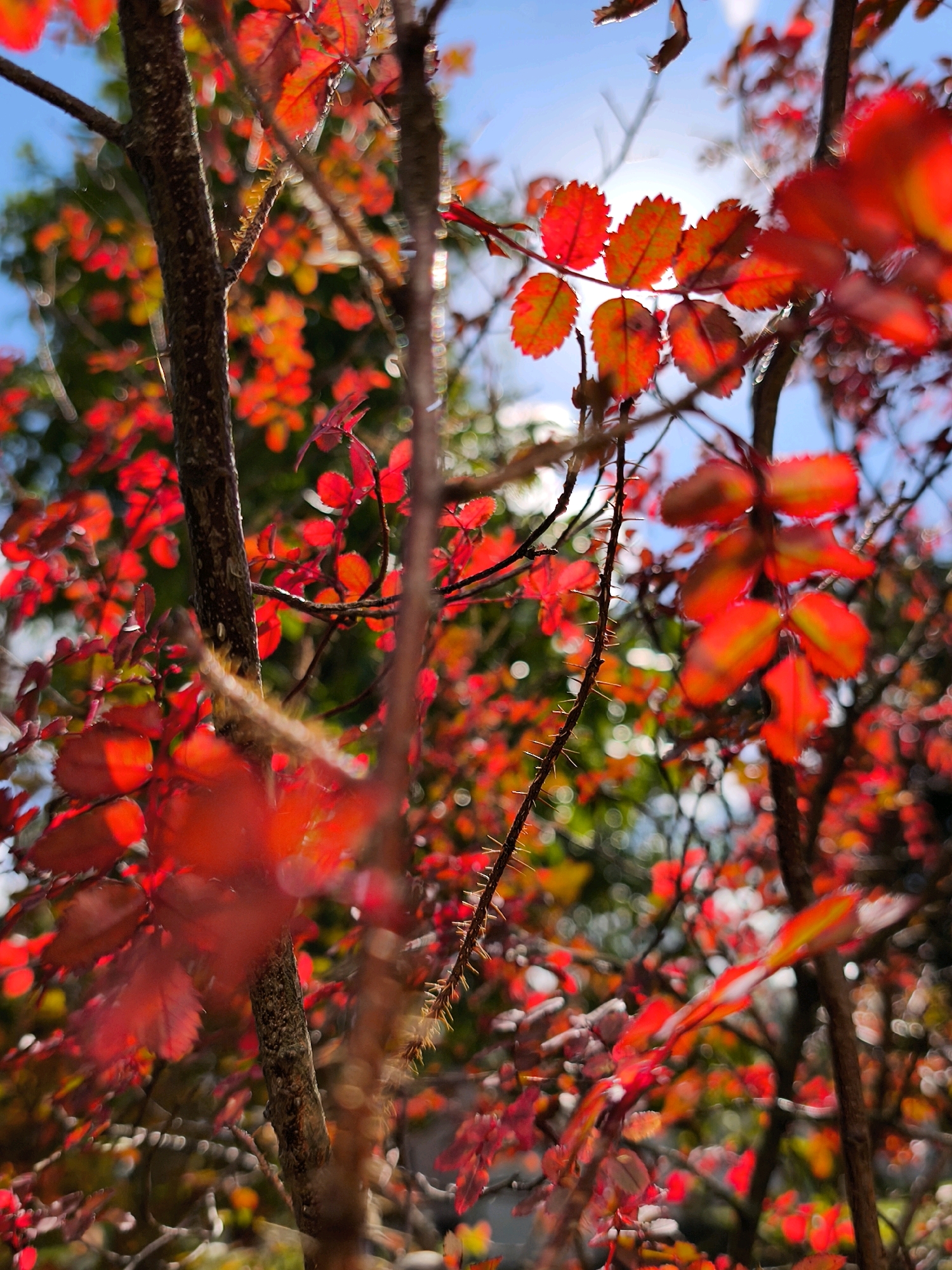 This is a close-up, shallow depth-of-field photograph of a thorny branch with bright red leaves, backlit by sunlight. The leaves are serrated and appear to be in autumn foliage. The background is a blur of green foliage and blue sky, with circular bokeh effects from out-of-focus lights. The branch itself is rough and textured, with small, sharp thorns visible along its length. No people or animals are present. The scene is likely outdoors, in a natural or garden setting, and given the context of Mahilyow, Belarus, it captures a moment of seasonal beauty in the city.