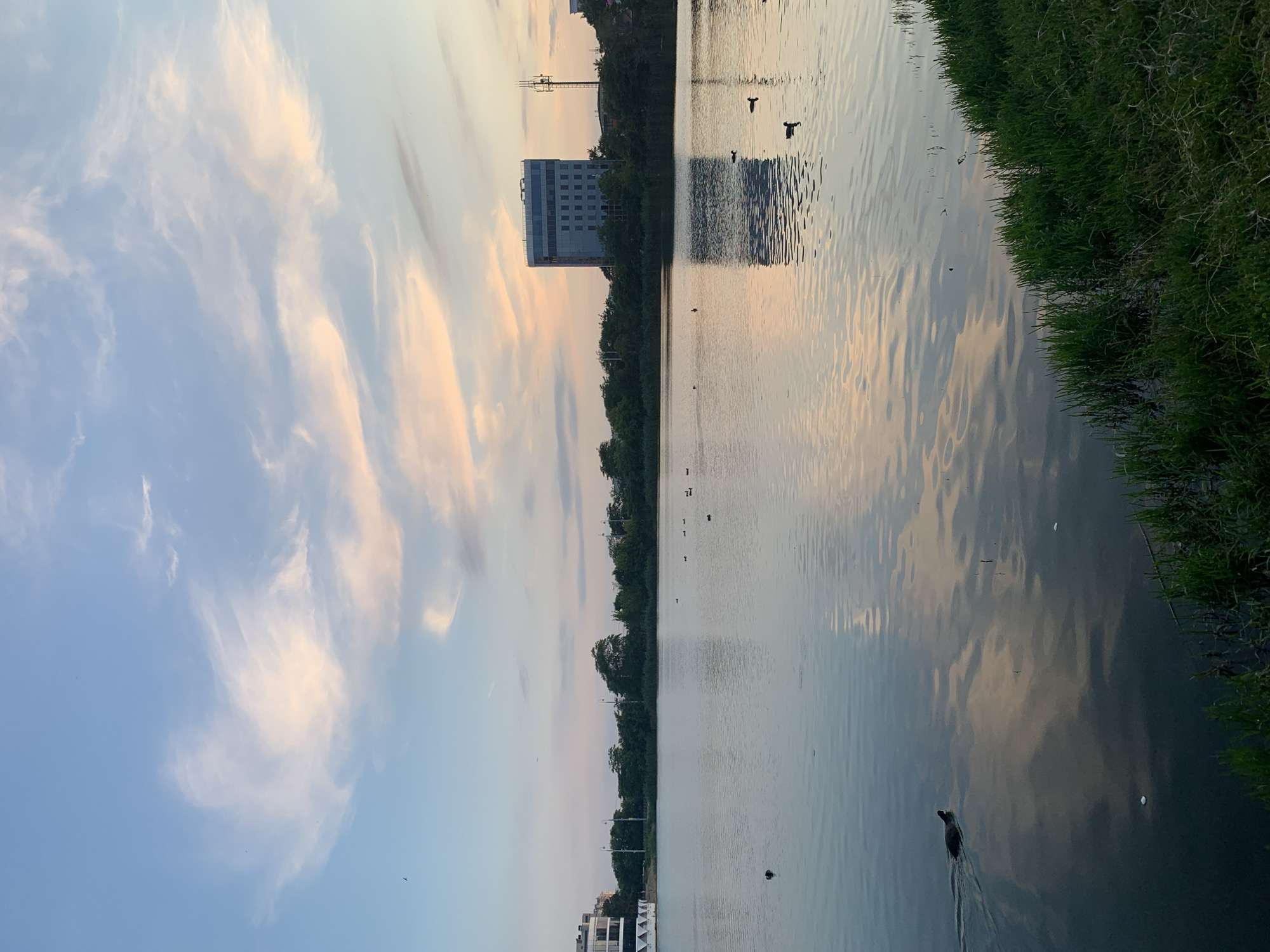 The image depicts a serene waterscape at dusk in an urban environment. A calm lake occupies the majority of the frame, reflecting the pastel hues of the sky and scattered clouds. Several ducks are visible on the water, with one in the foreground swimming towards the left. Along the far bank, a dense line of trees separates the water from urban structures. To the right, a modern, multi-story building with a reflective facade stands prominently, its reflection mirrored in the lake. A cellular tower is situated behind it. On the left side of the frame, another building with a white structure and modern architecture is partially visible. The foreground is defined by lush green grass along the water's edge. The overall atmosphere is tranquil, with the soft lighting of twilight casting a peaceful glow over the scene.